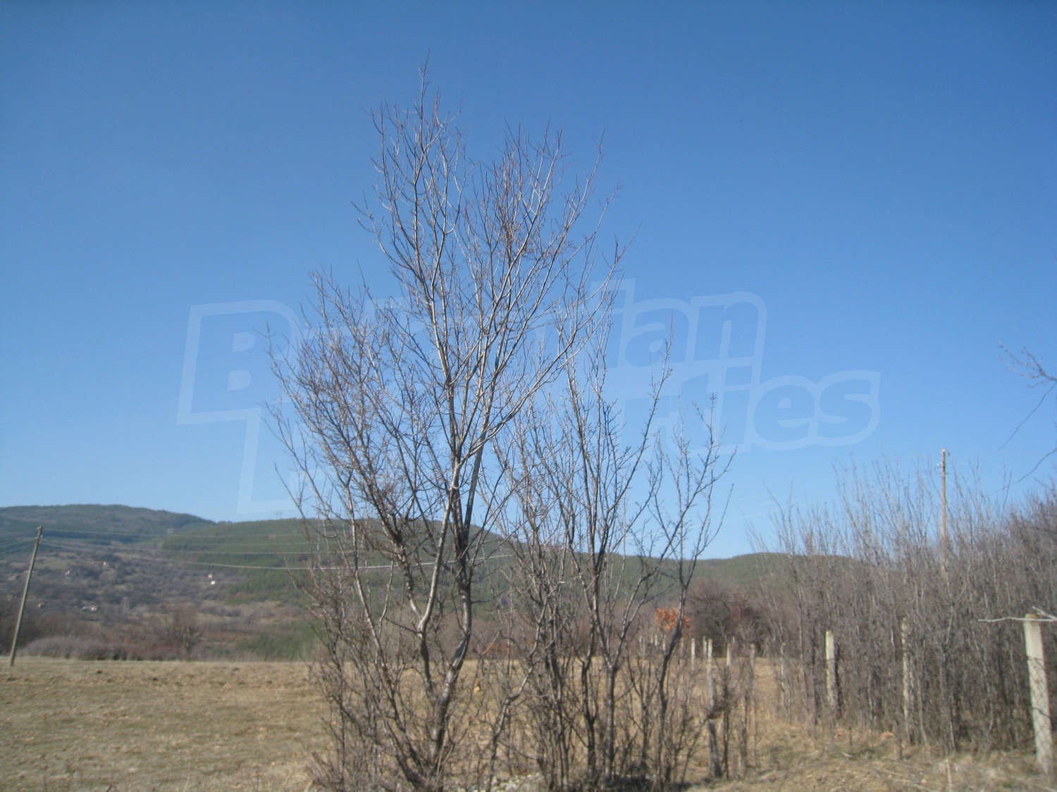 Gallery Picture 19