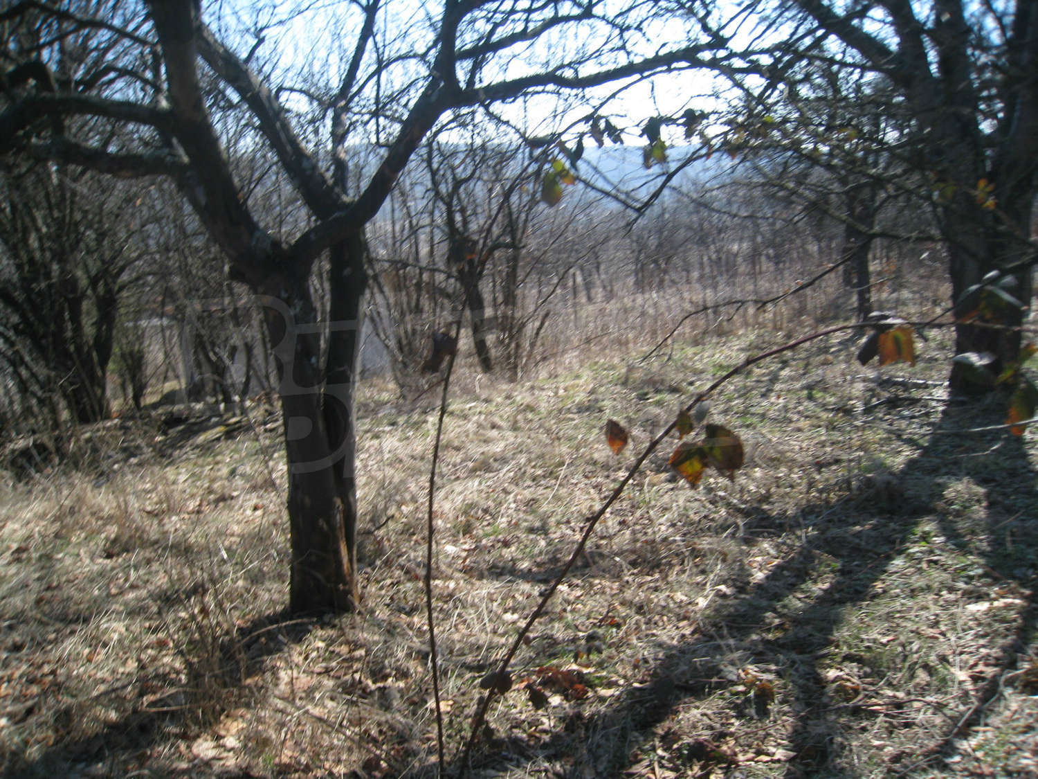 Gallery Picture 25