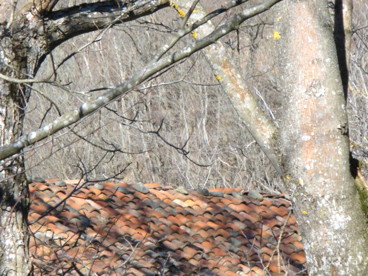 Gallery Picture 16