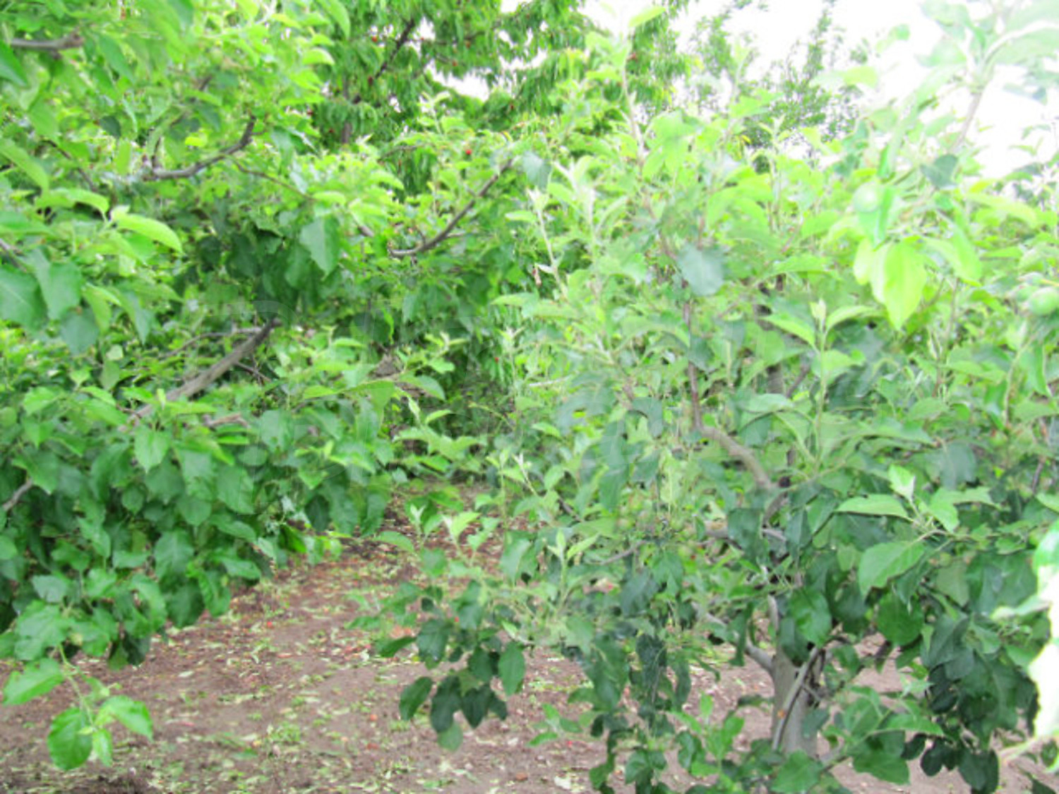 Gallery Picture 13