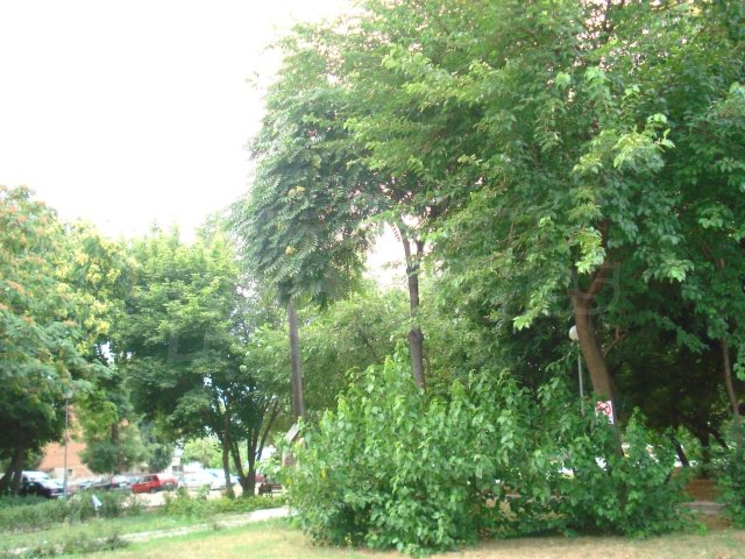 Gallery Picture 31