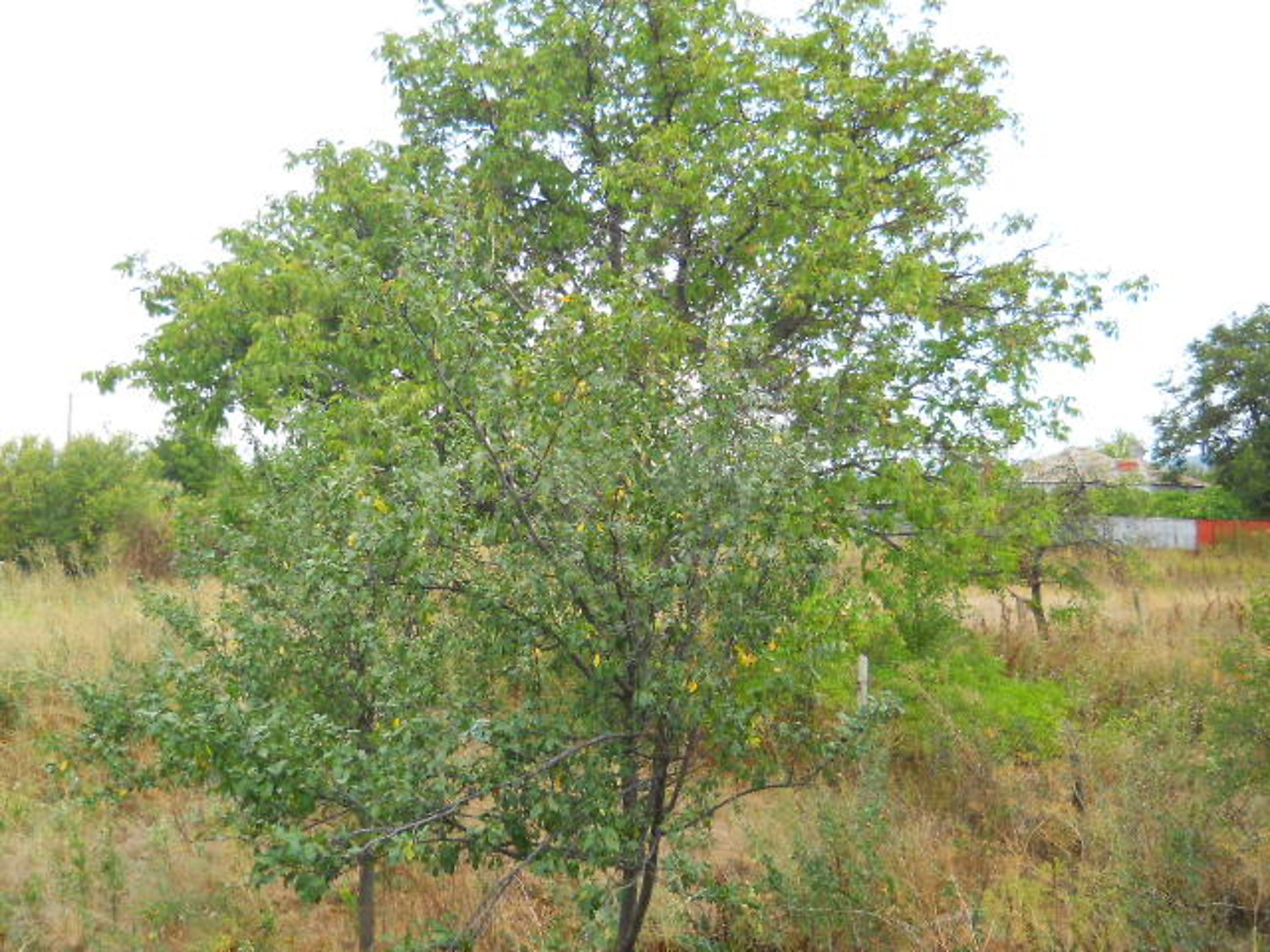 Gallery Picture 24