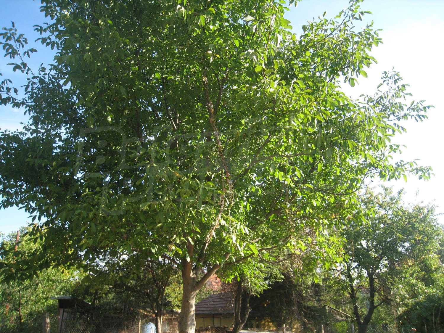 Gallery Picture 24