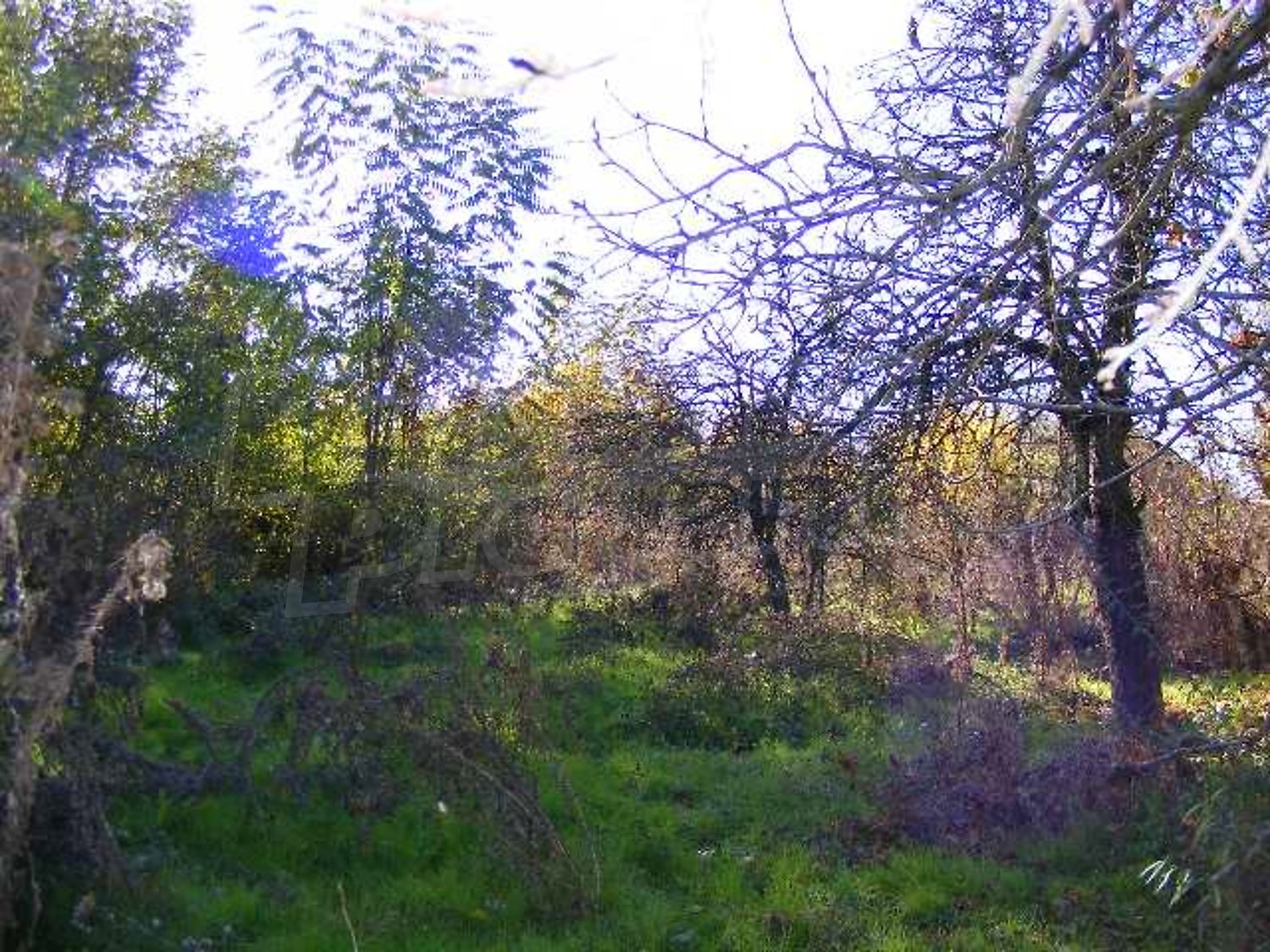 Gallery Picture 16