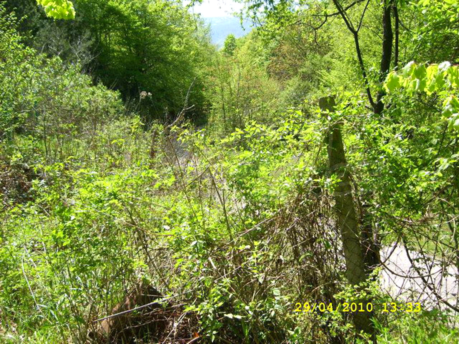 Gallery Picture 39
