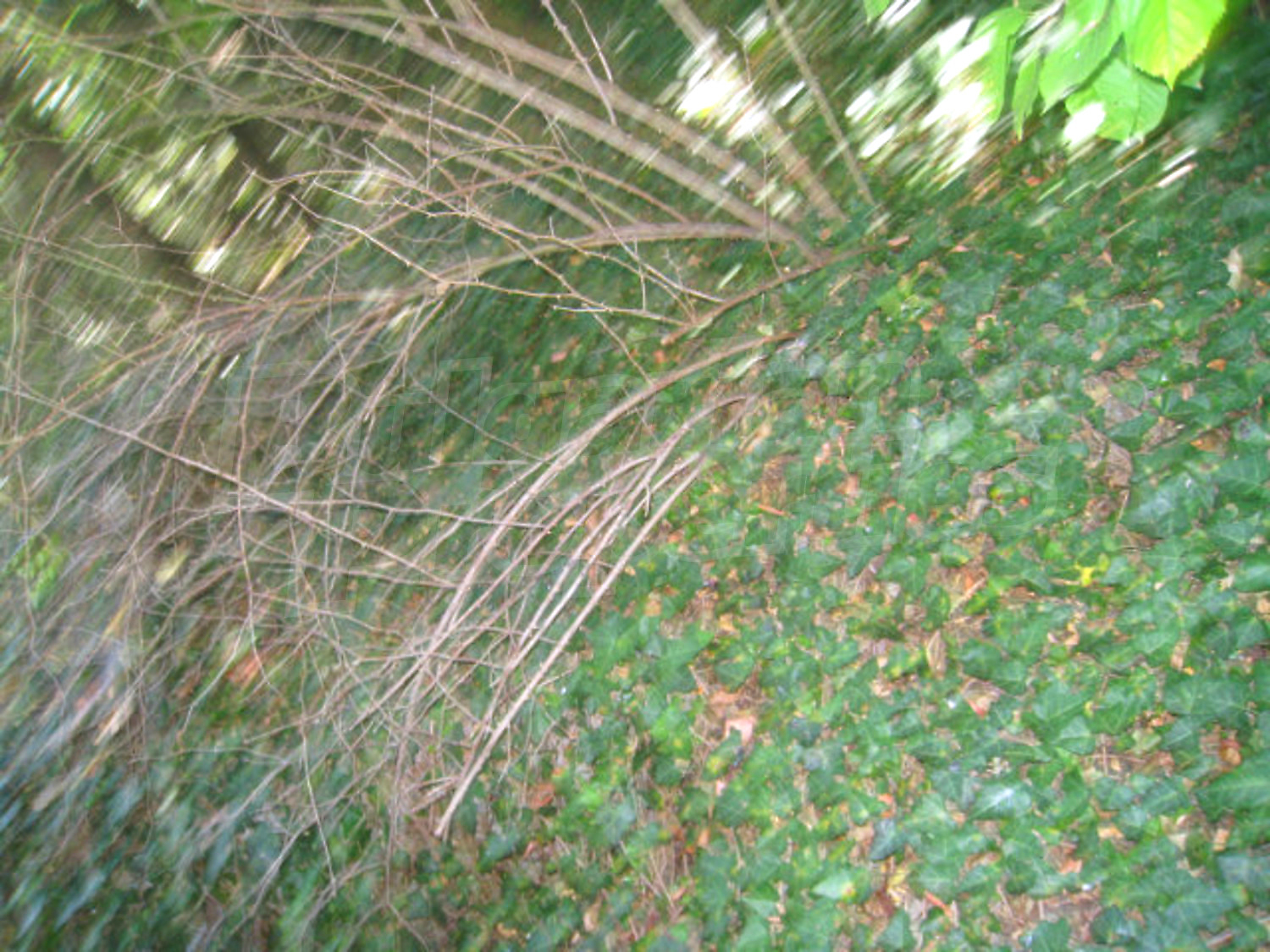 Gallery Picture 57