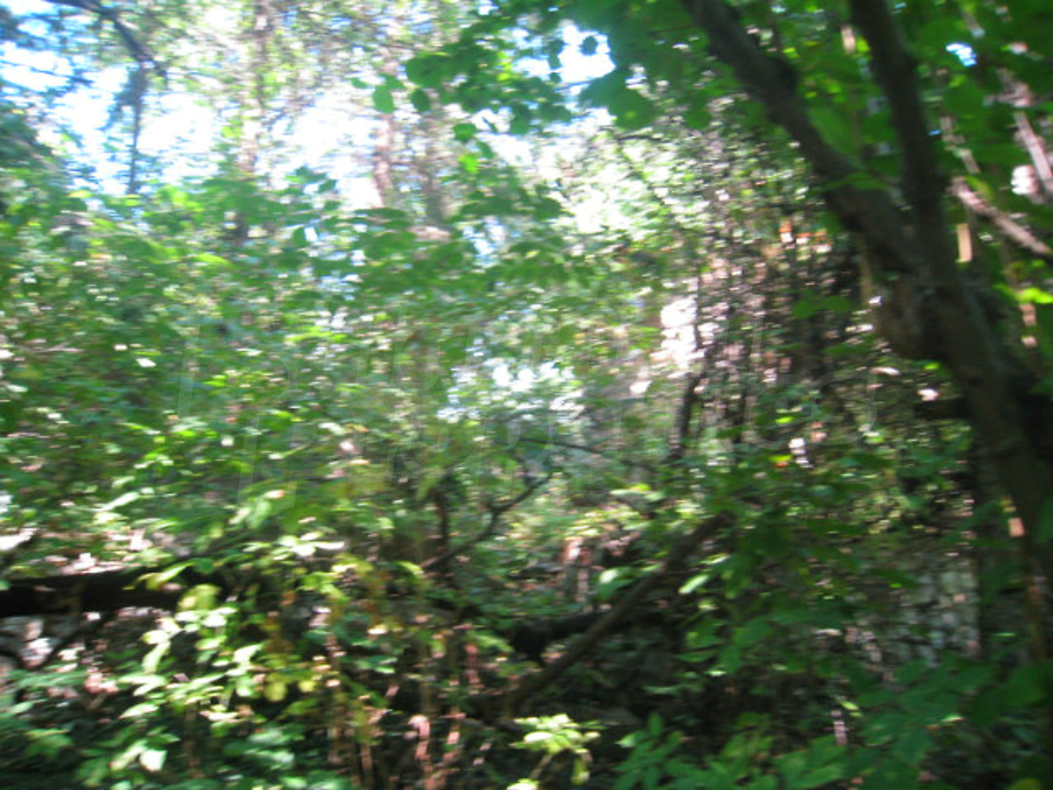 Gallery Picture 58