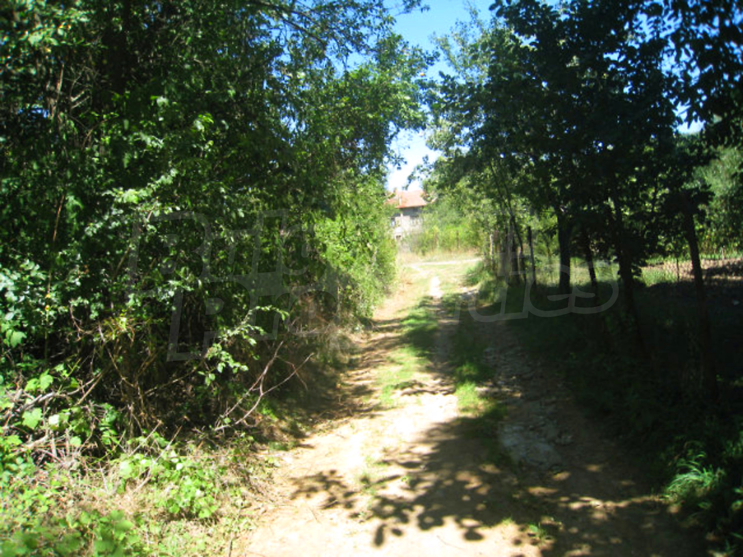 Gallery Picture 61