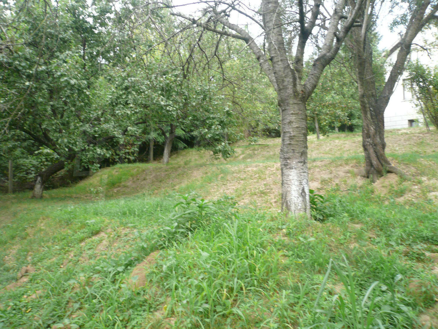 Gallery Picture 31