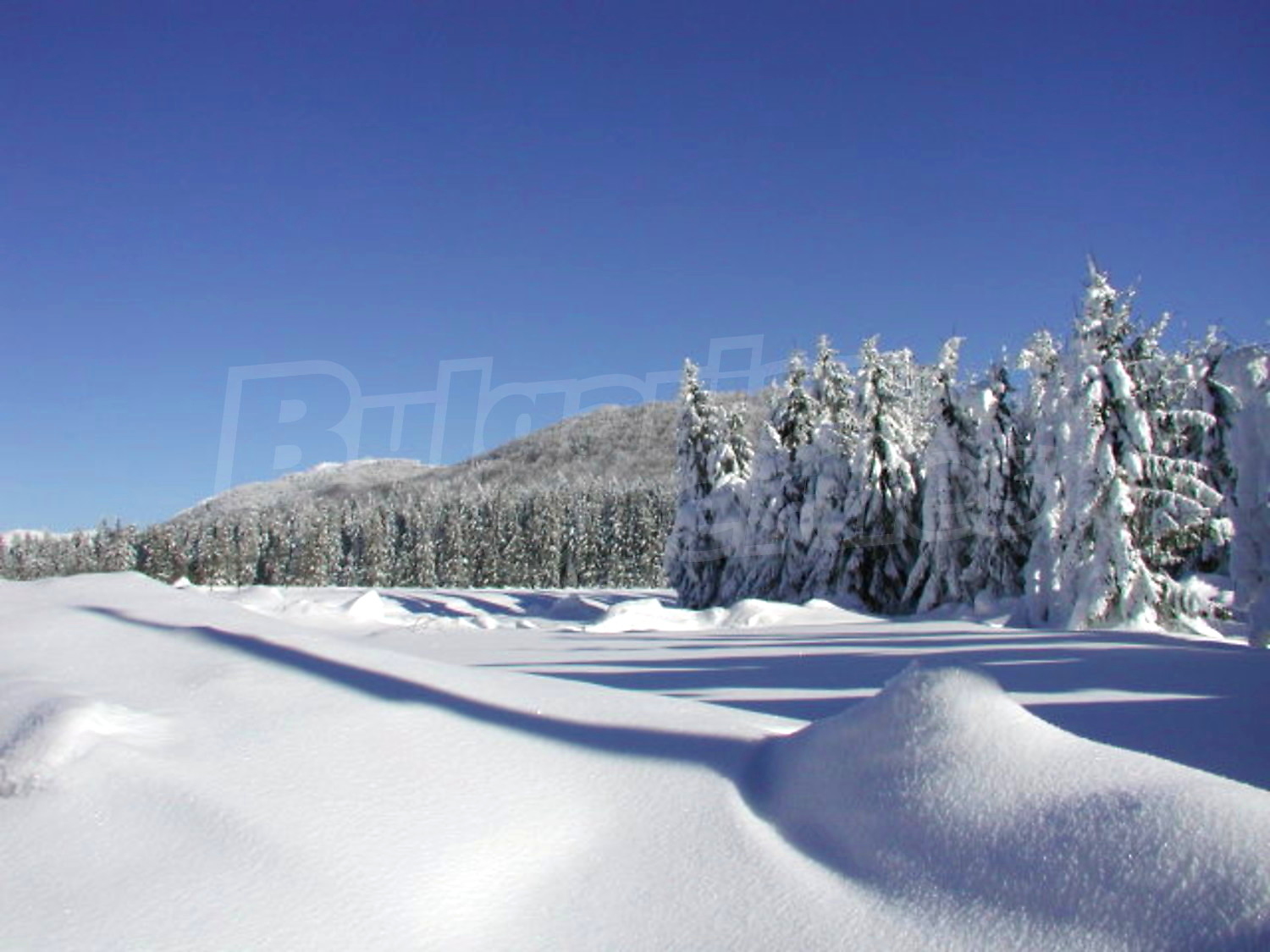 Gallery Picture 13