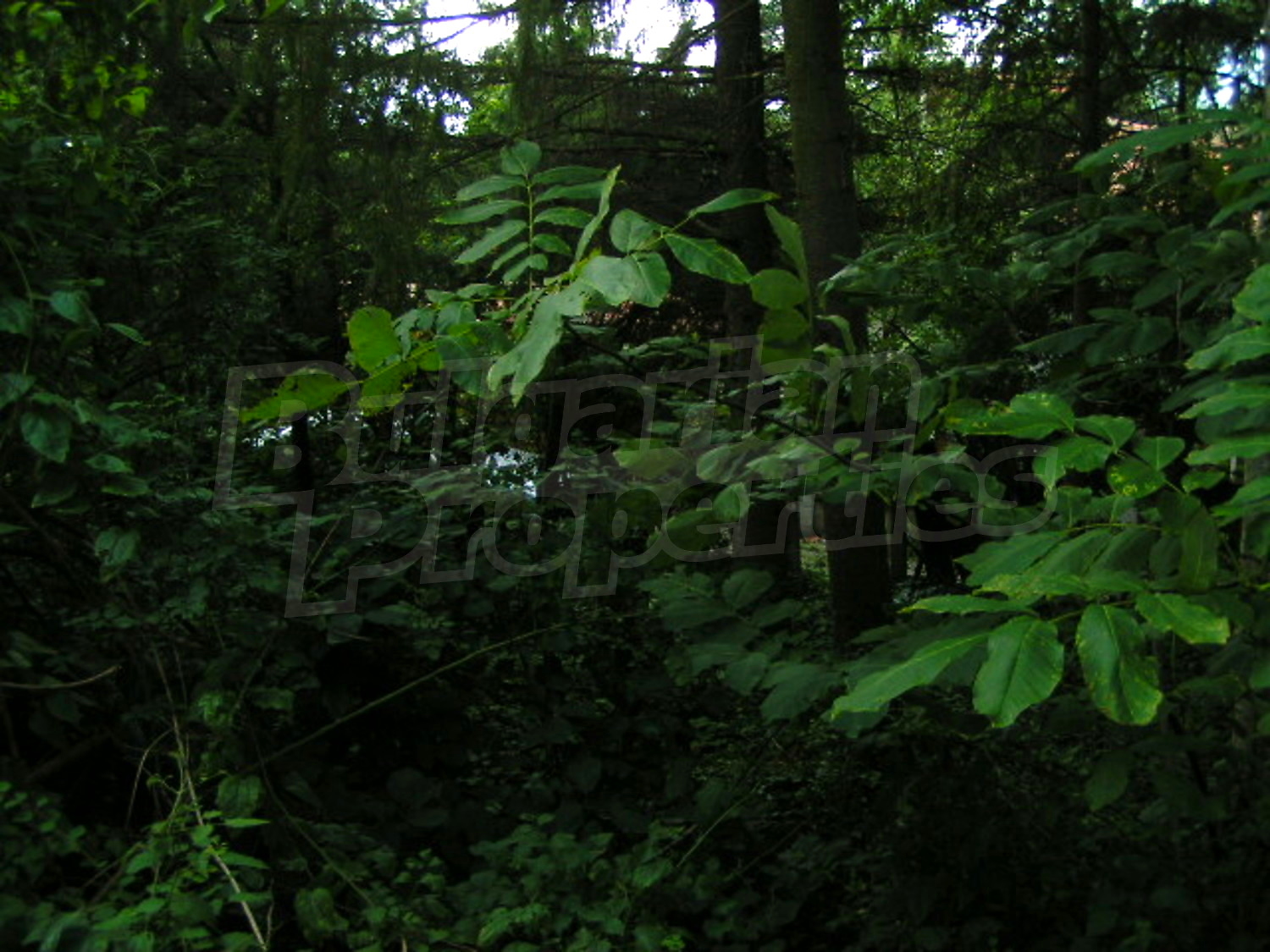 Gallery Picture 8