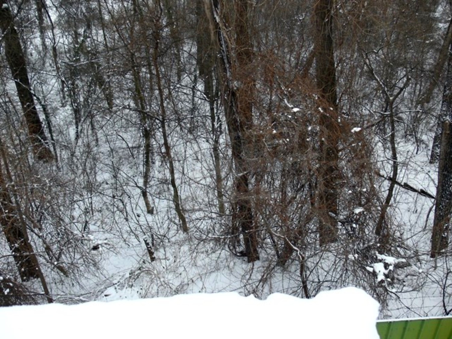 Gallery Picture 12