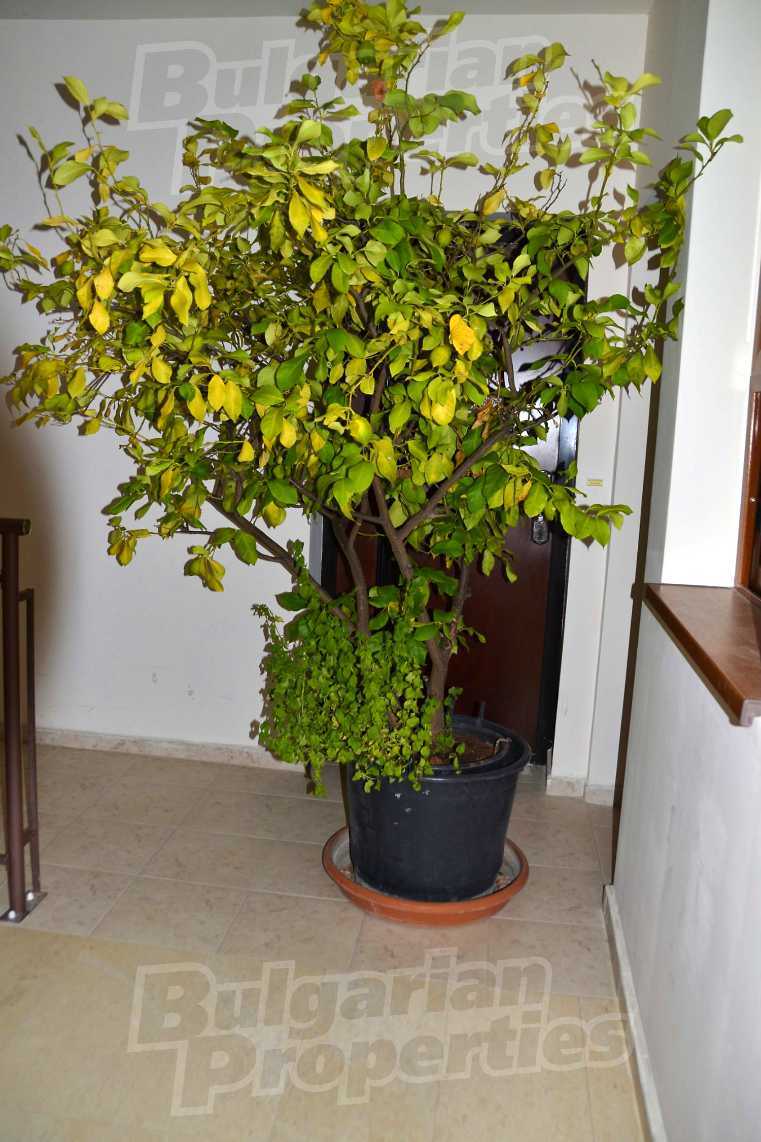 Gallery Picture 28