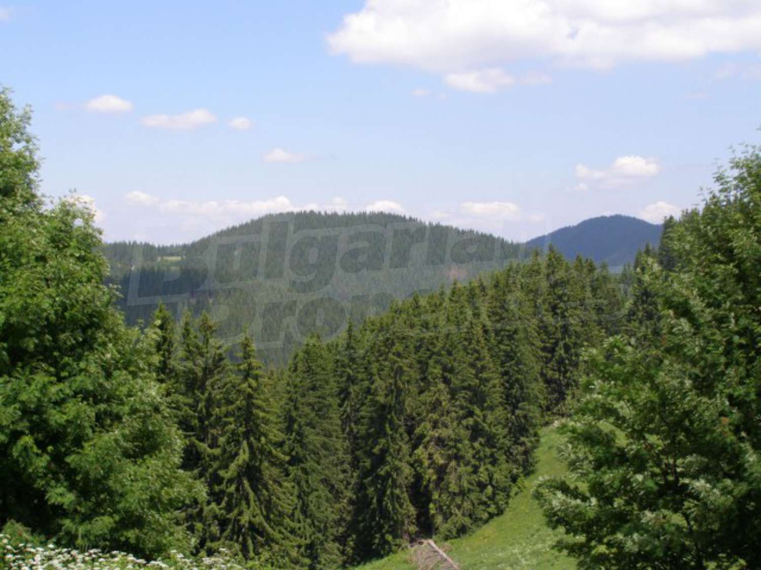 Gallery Picture 27