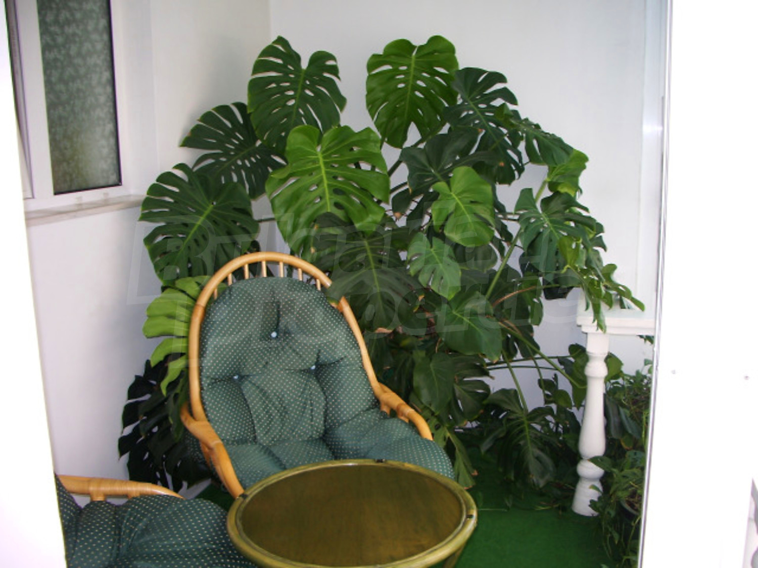 Gallery Picture 19