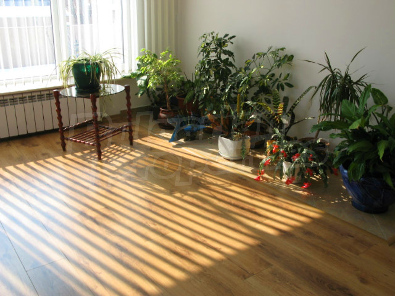 Gallery Picture 46