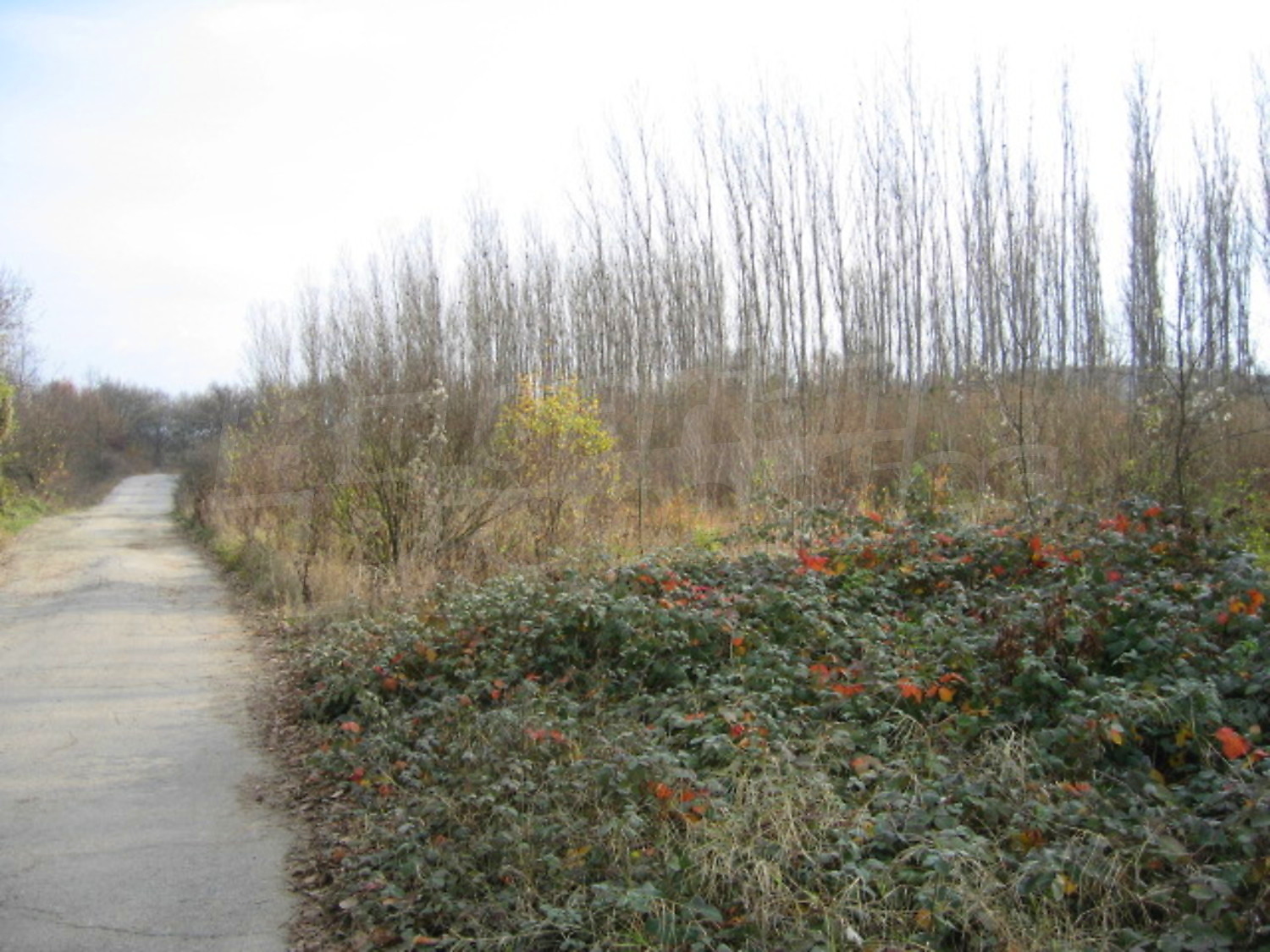 Gallery Picture 12