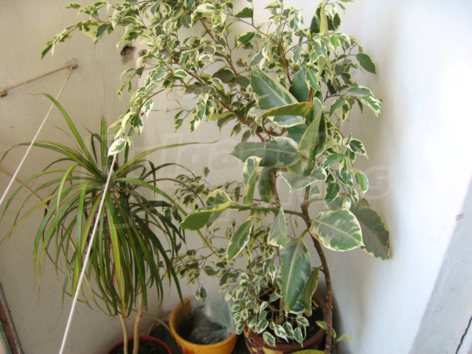Gallery Picture 25