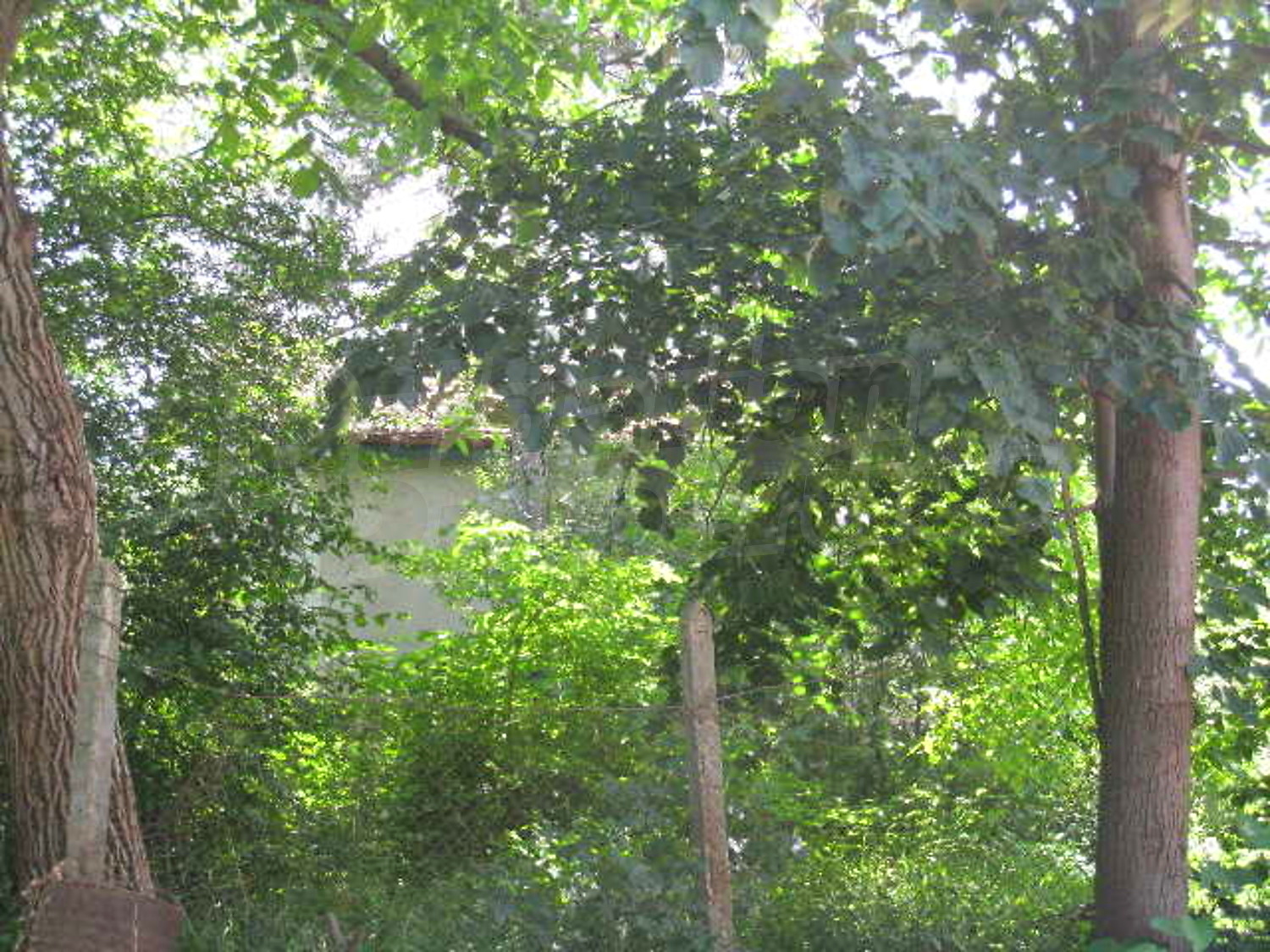 Gallery Picture 19