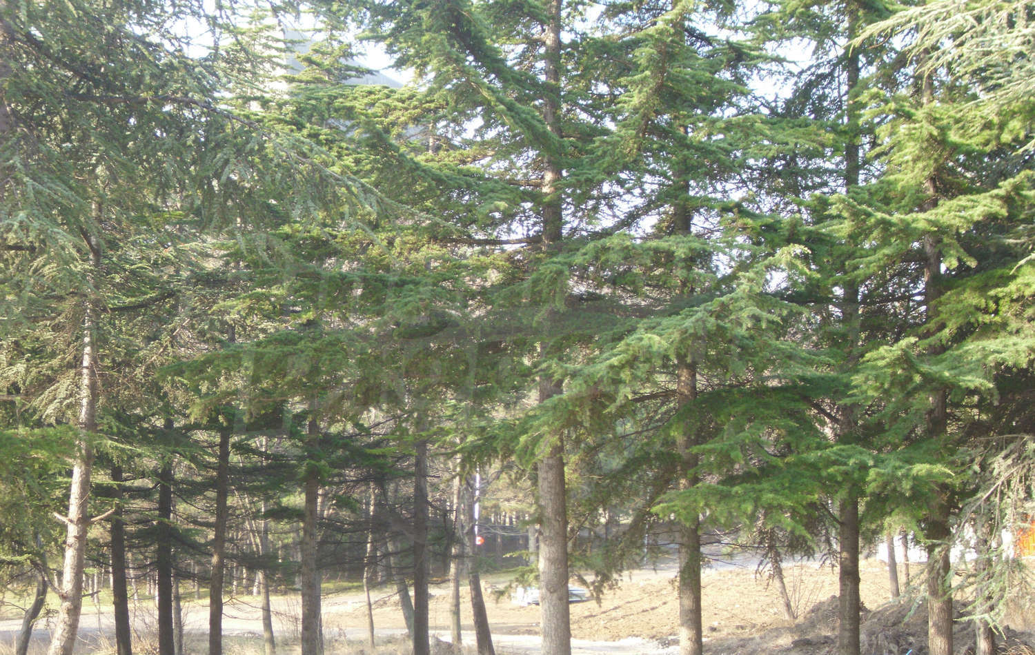 Gallery Picture 11