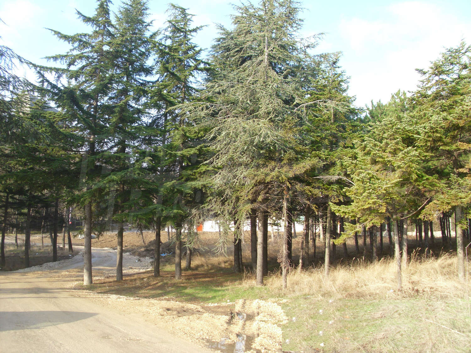 Gallery Picture 12