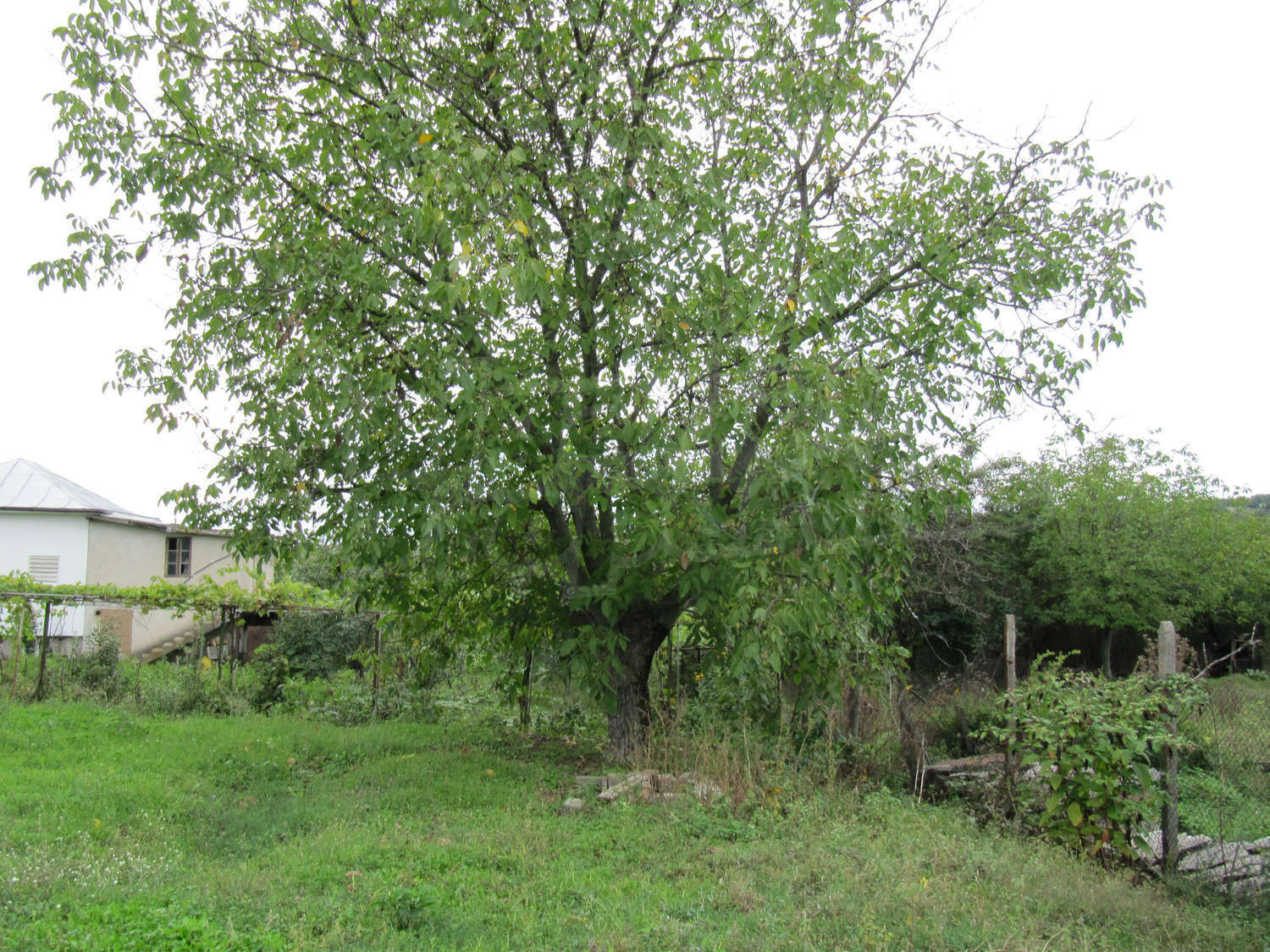 Gallery Picture 61