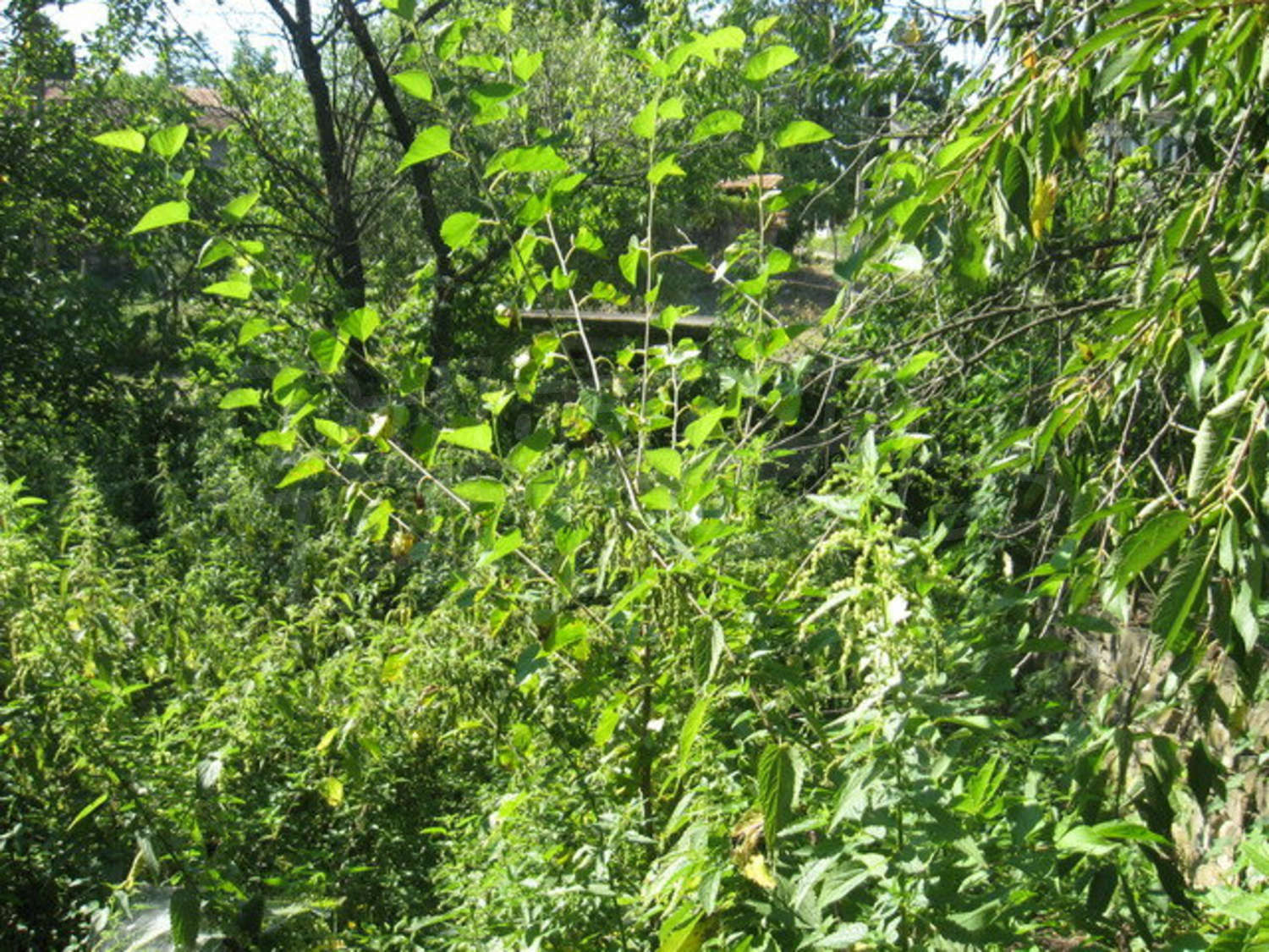 Gallery Picture 29
