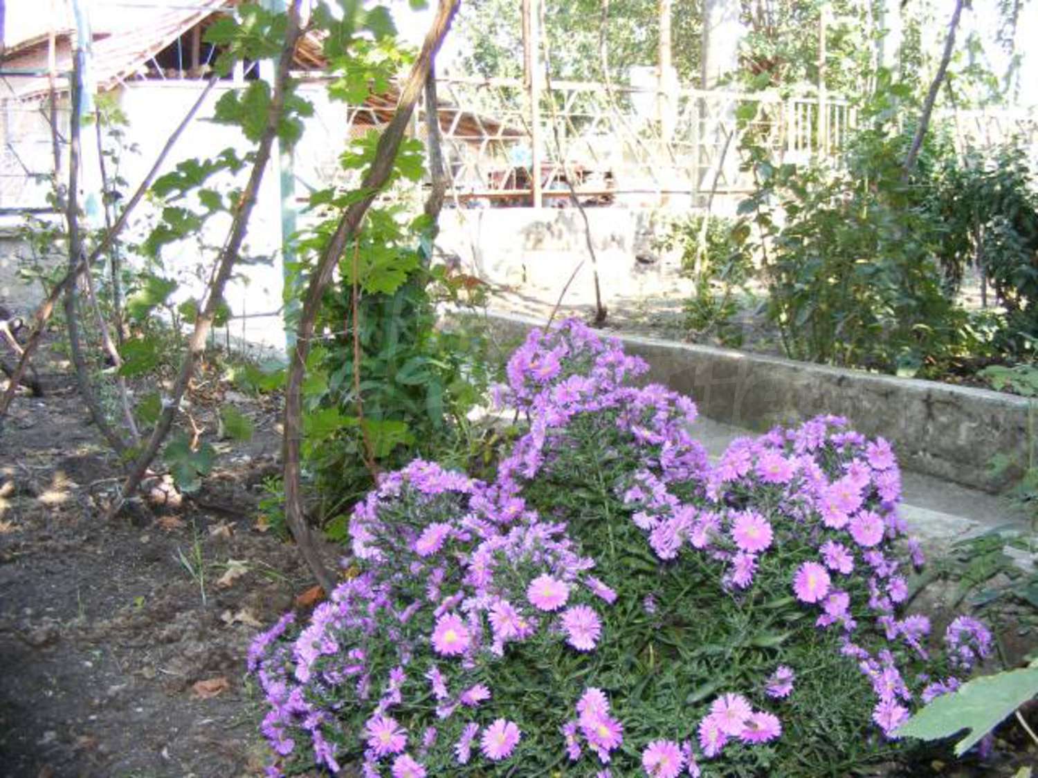 Gallery Picture 31