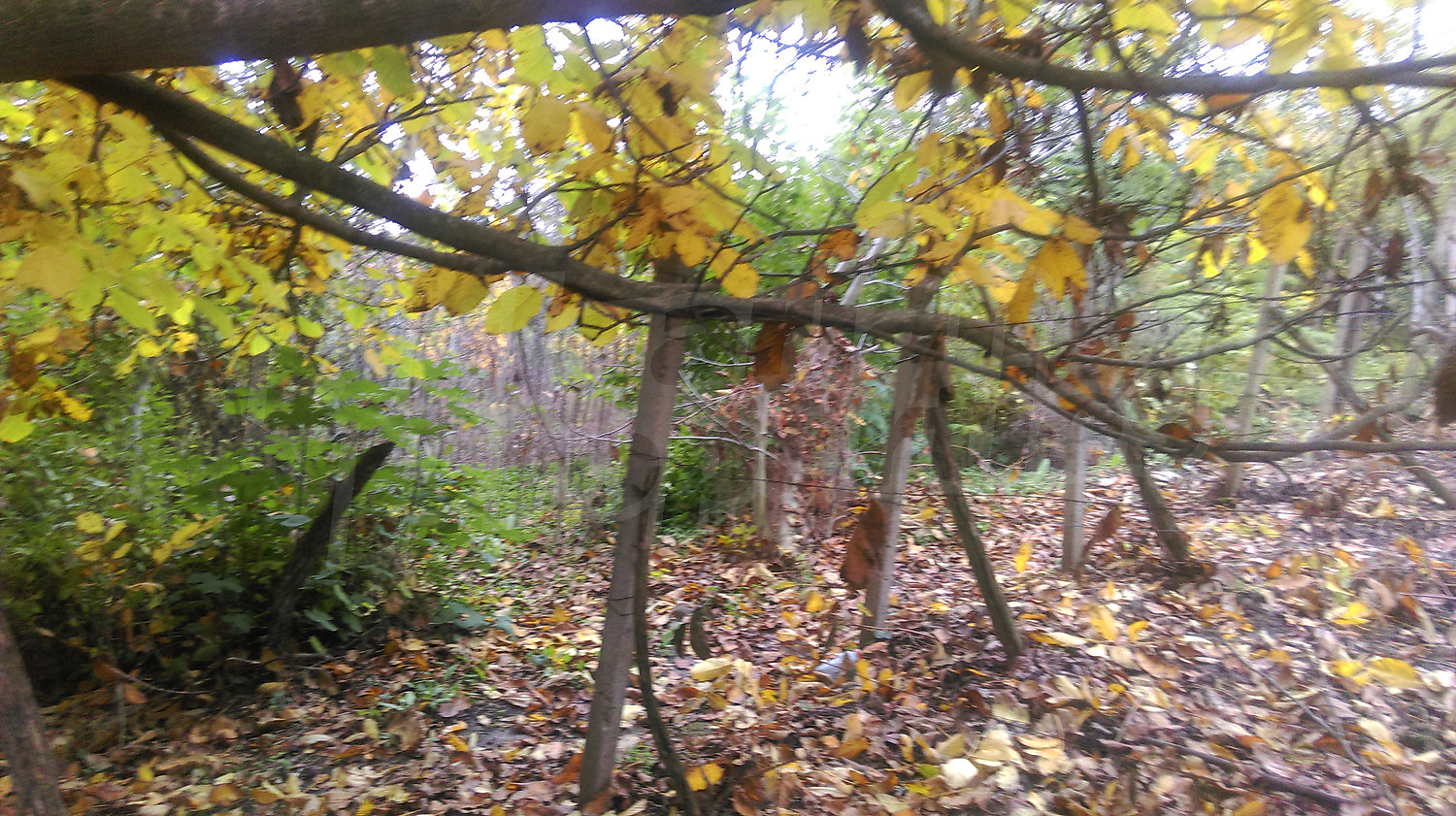 Gallery Picture 11