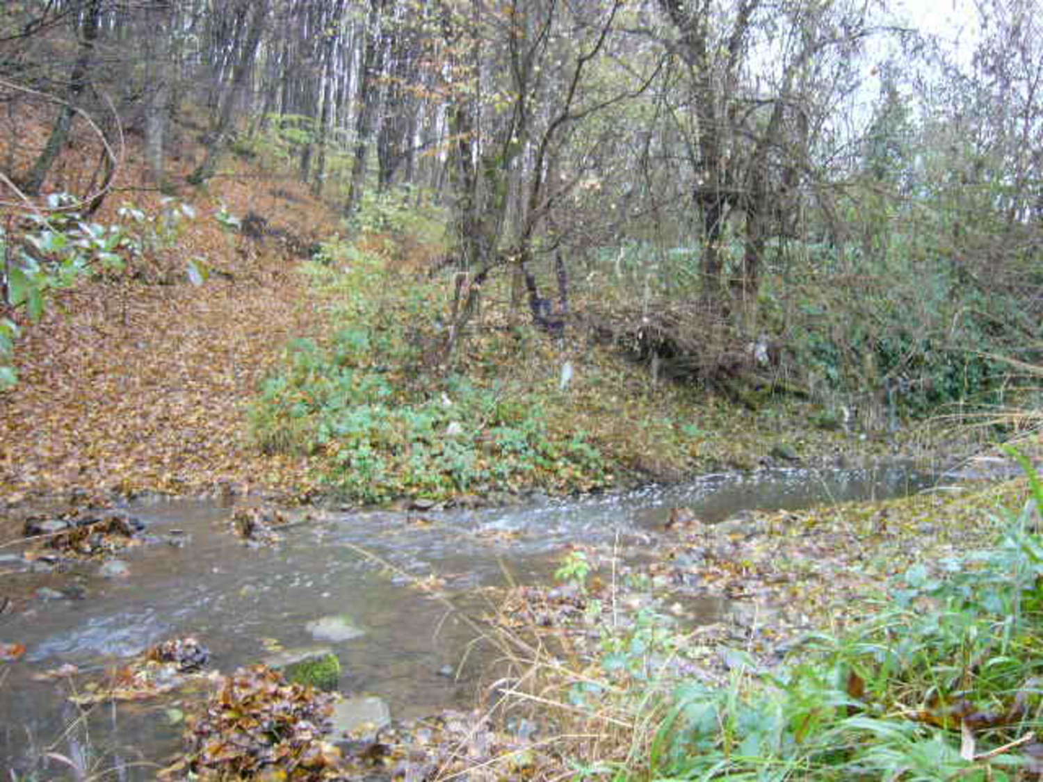 Gallery Picture 11