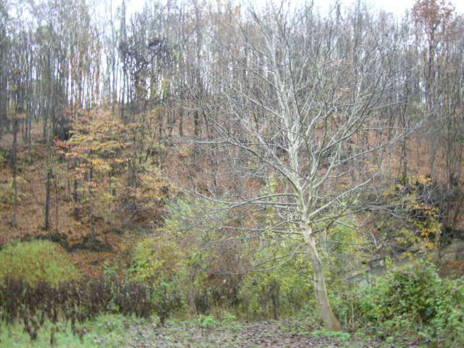 Gallery Picture 7