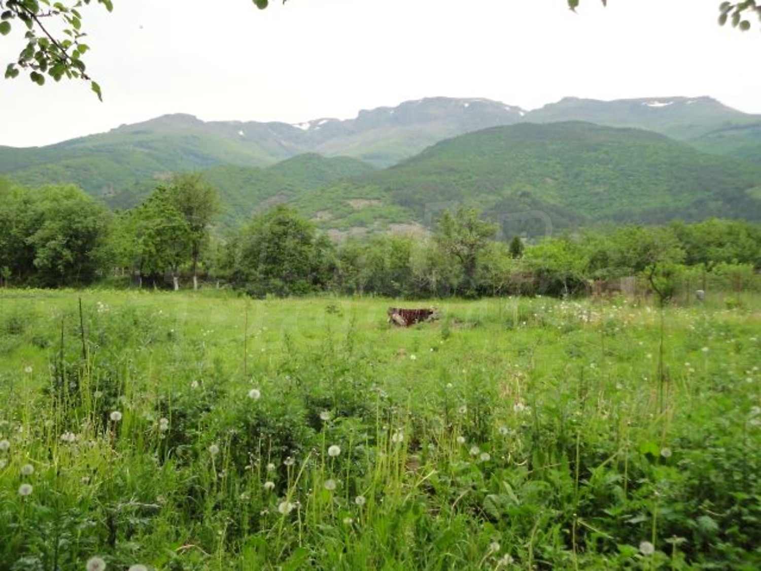 Gallery Picture 29