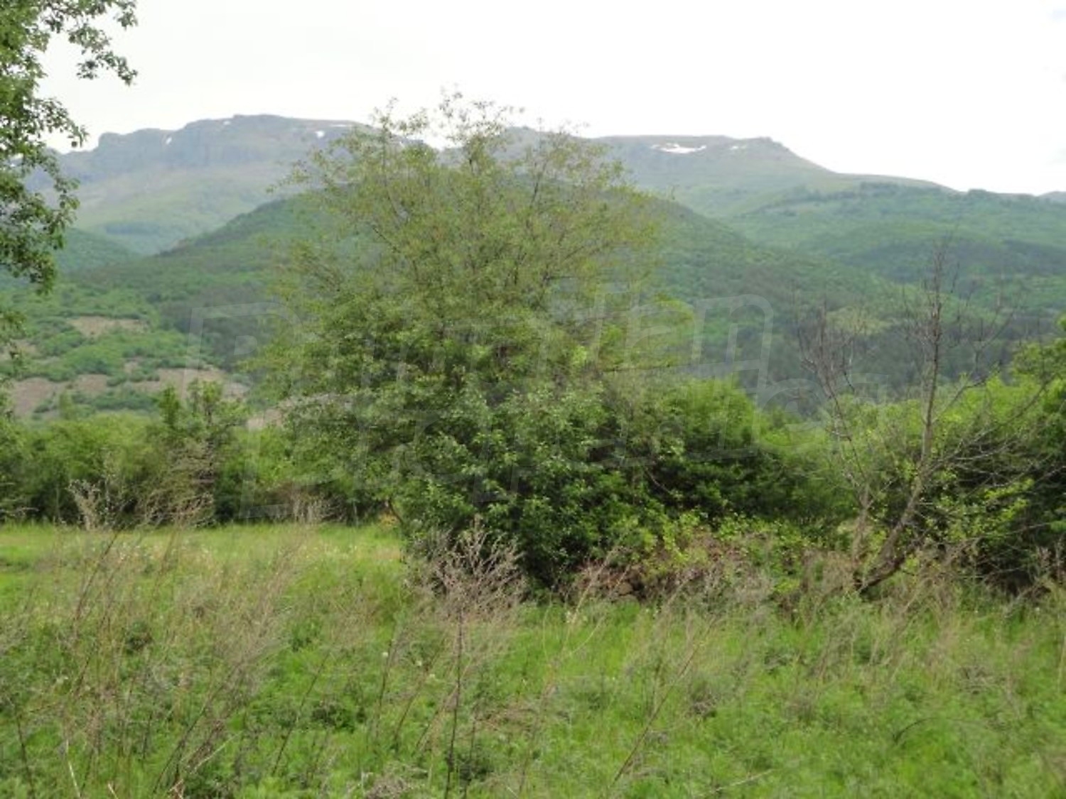 Gallery Picture 31