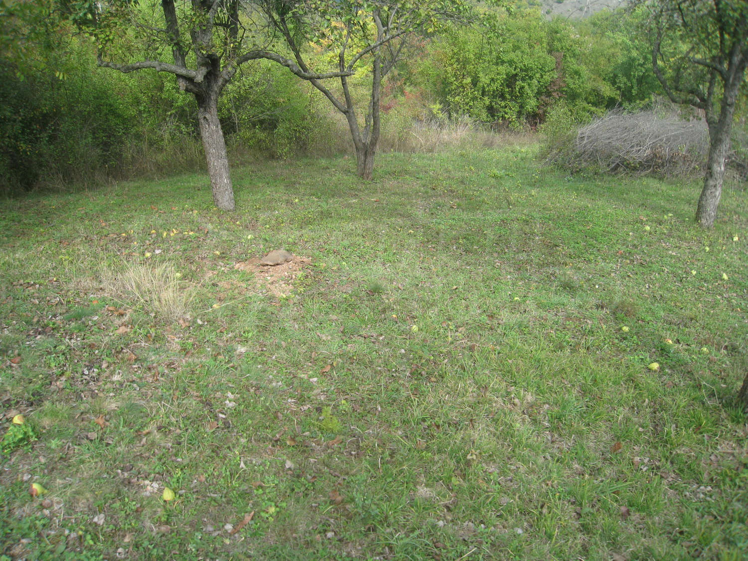 Gallery Picture 6