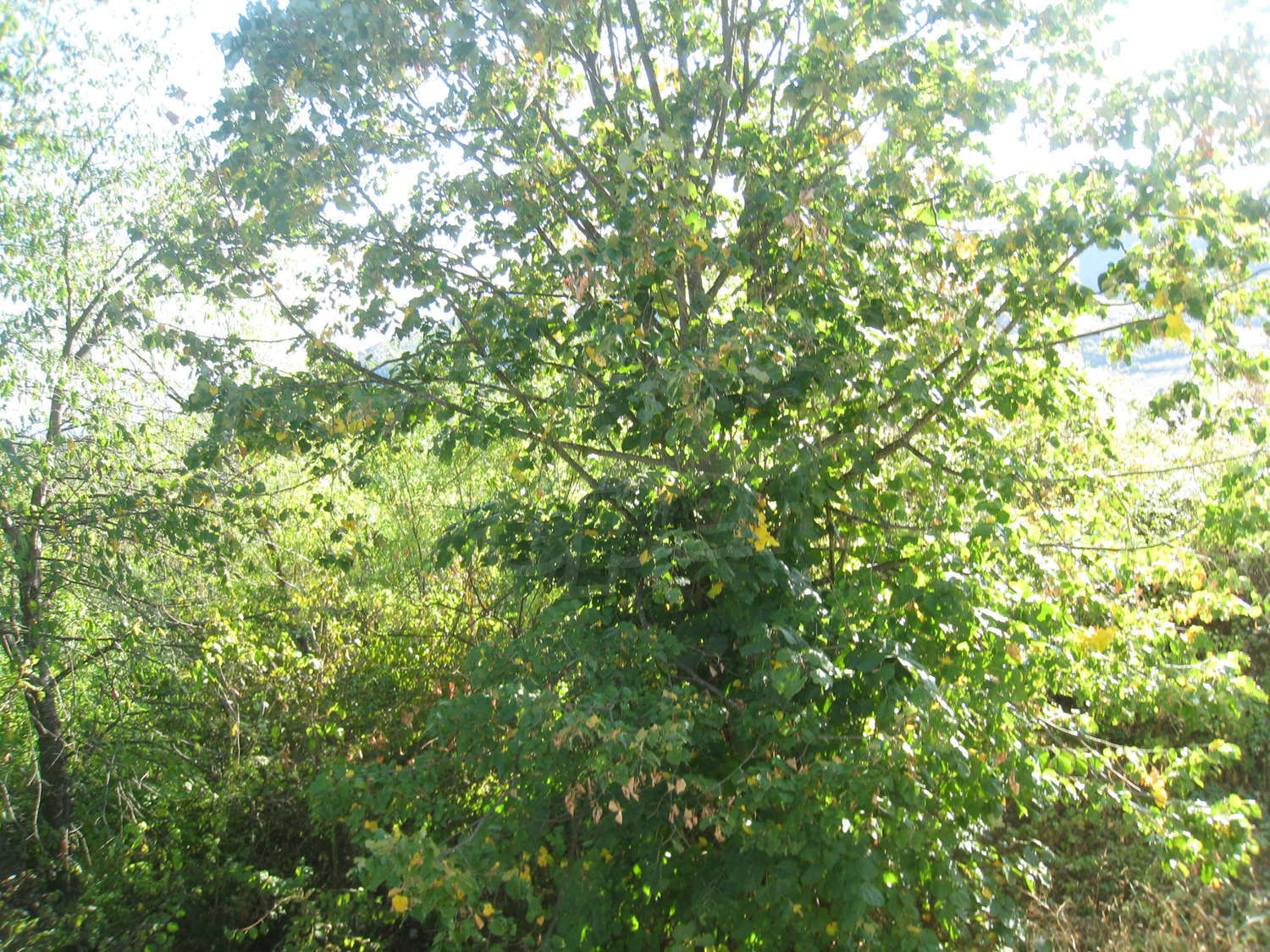 Gallery Picture 17
