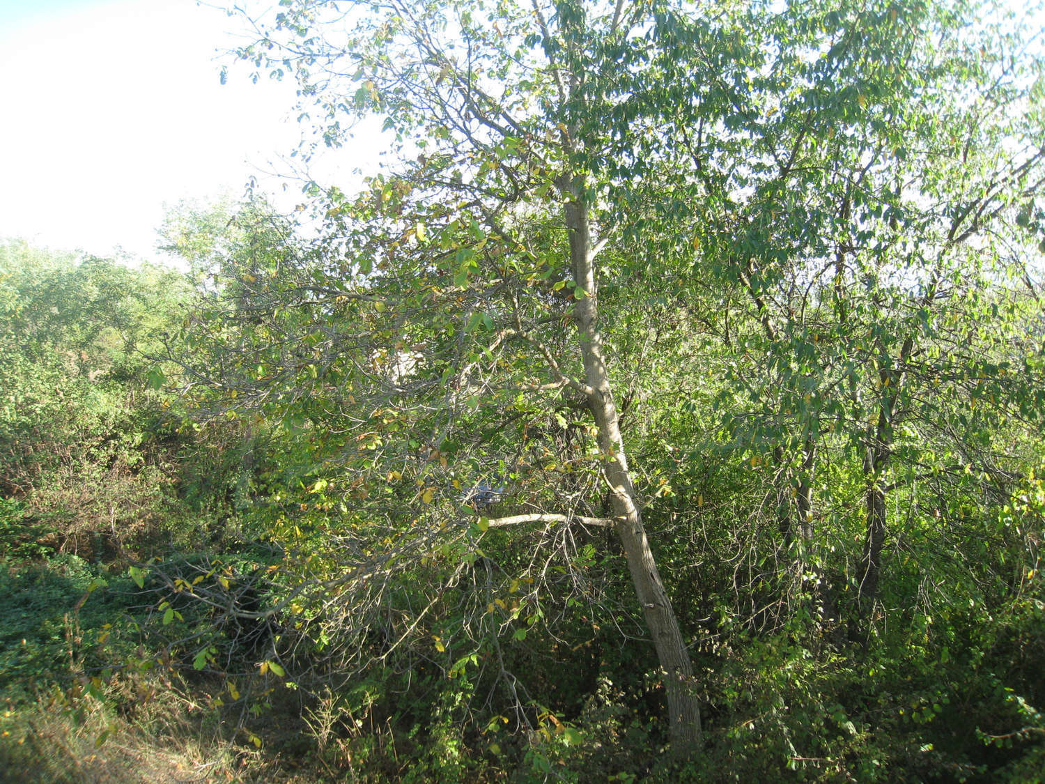 Gallery Picture 18