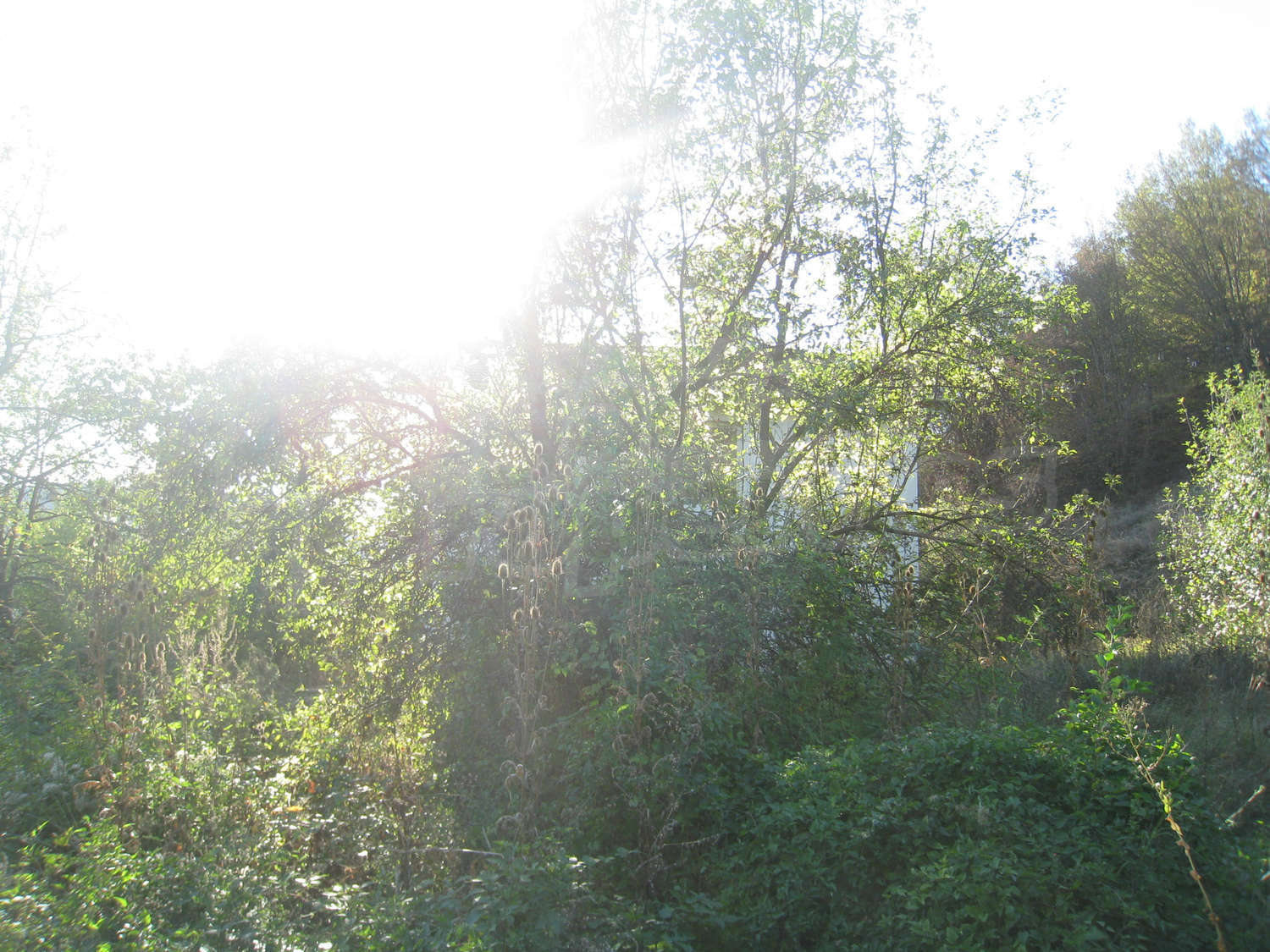 Gallery Picture 47