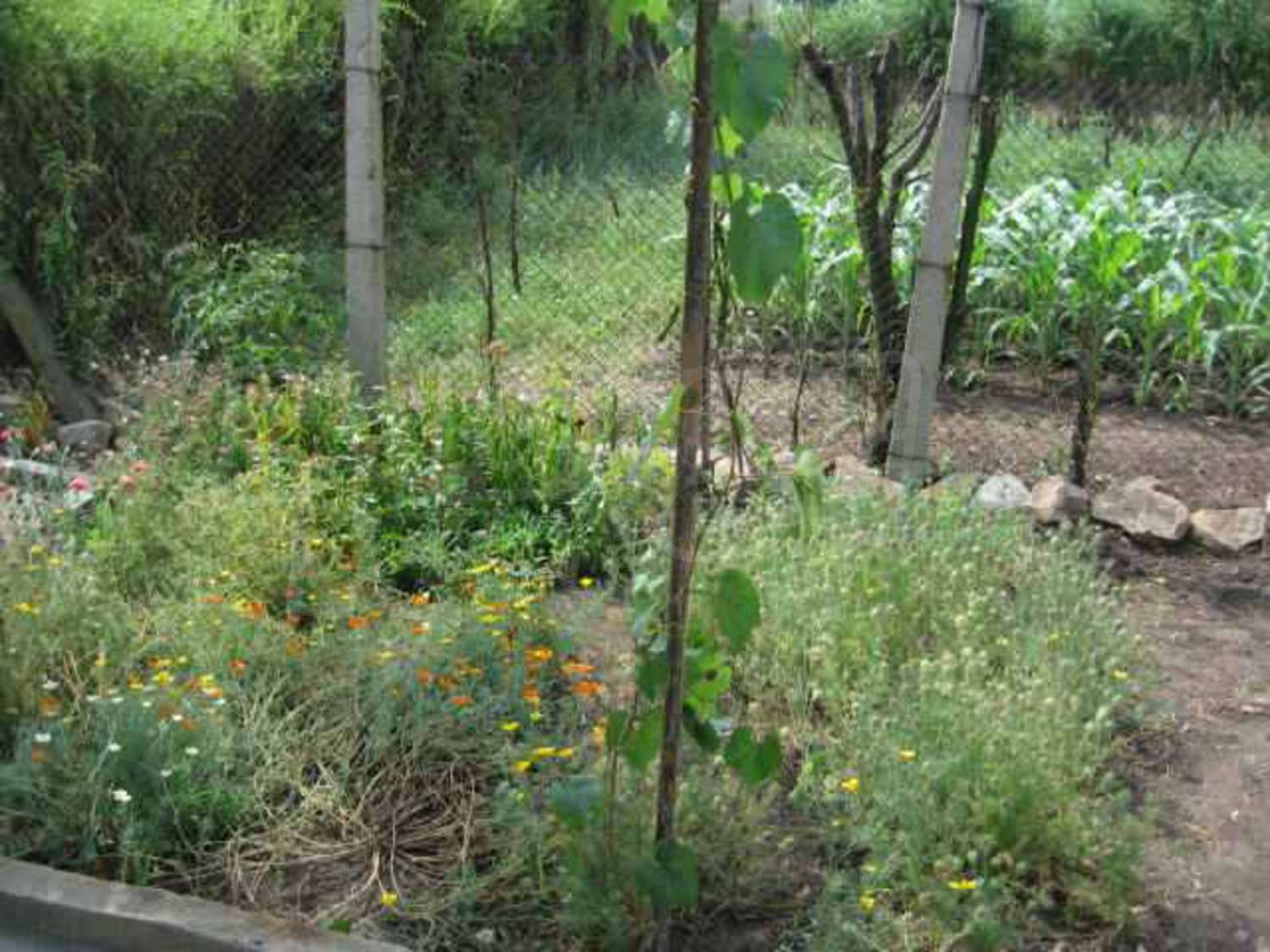 Gallery Picture 19