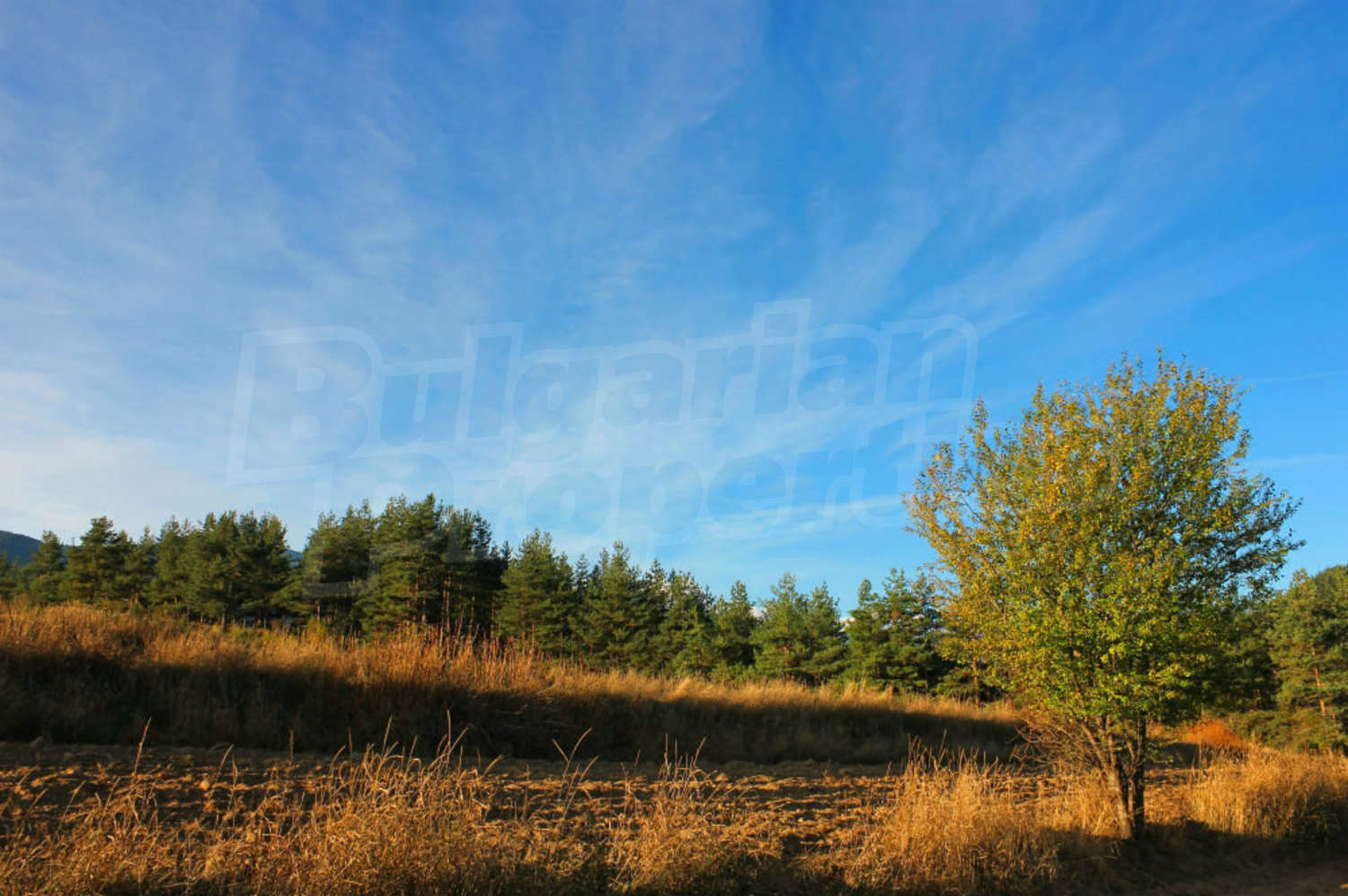 Gallery Picture 45