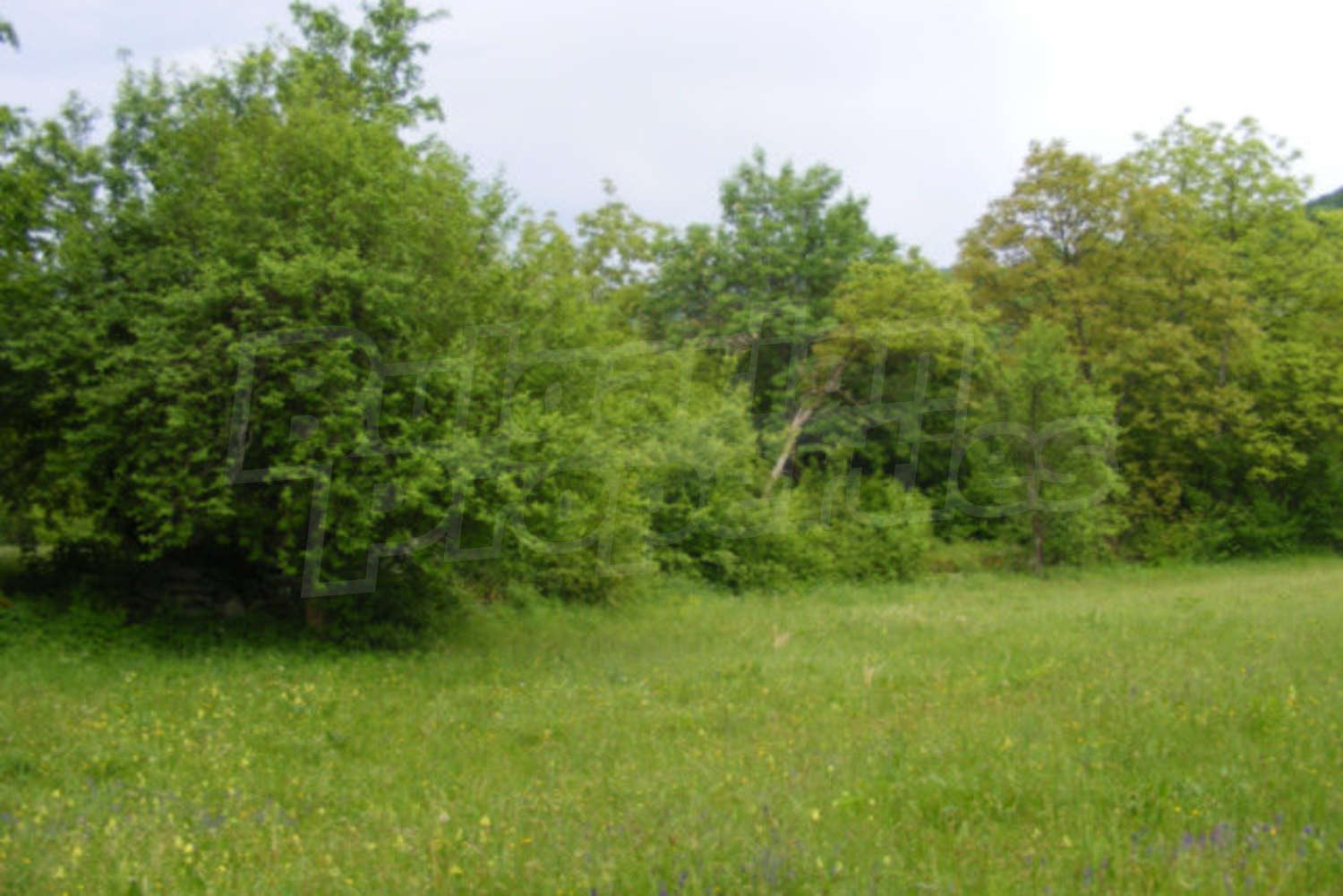 Gallery Picture 14