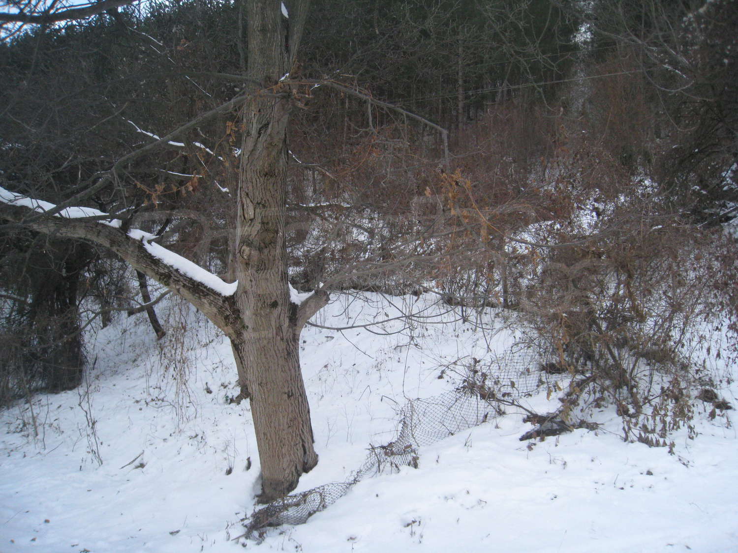 Gallery Picture 9