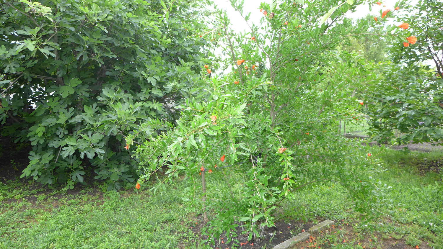 Gallery Picture 43