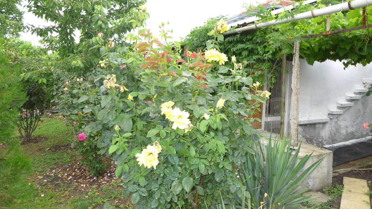 Gallery Picture 52