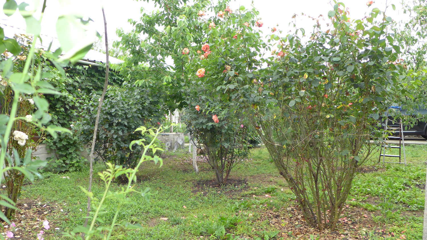 Gallery Picture 57