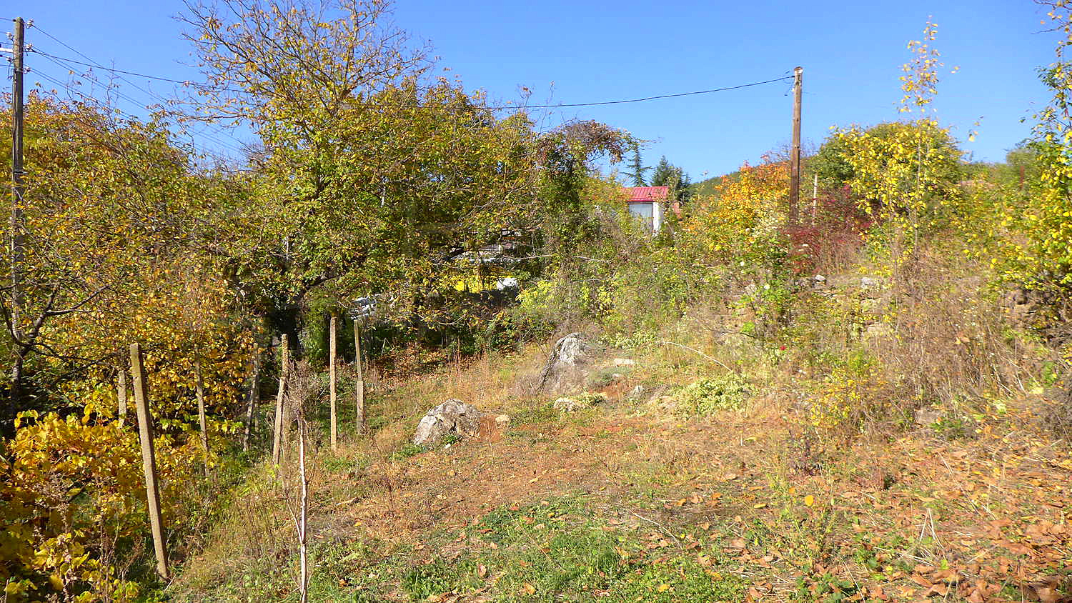Gallery Picture 38