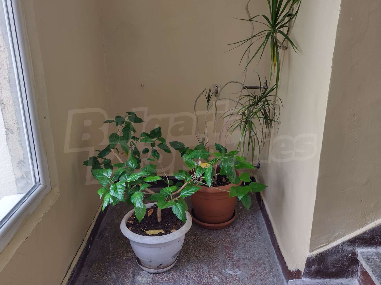 Gallery Picture 17
