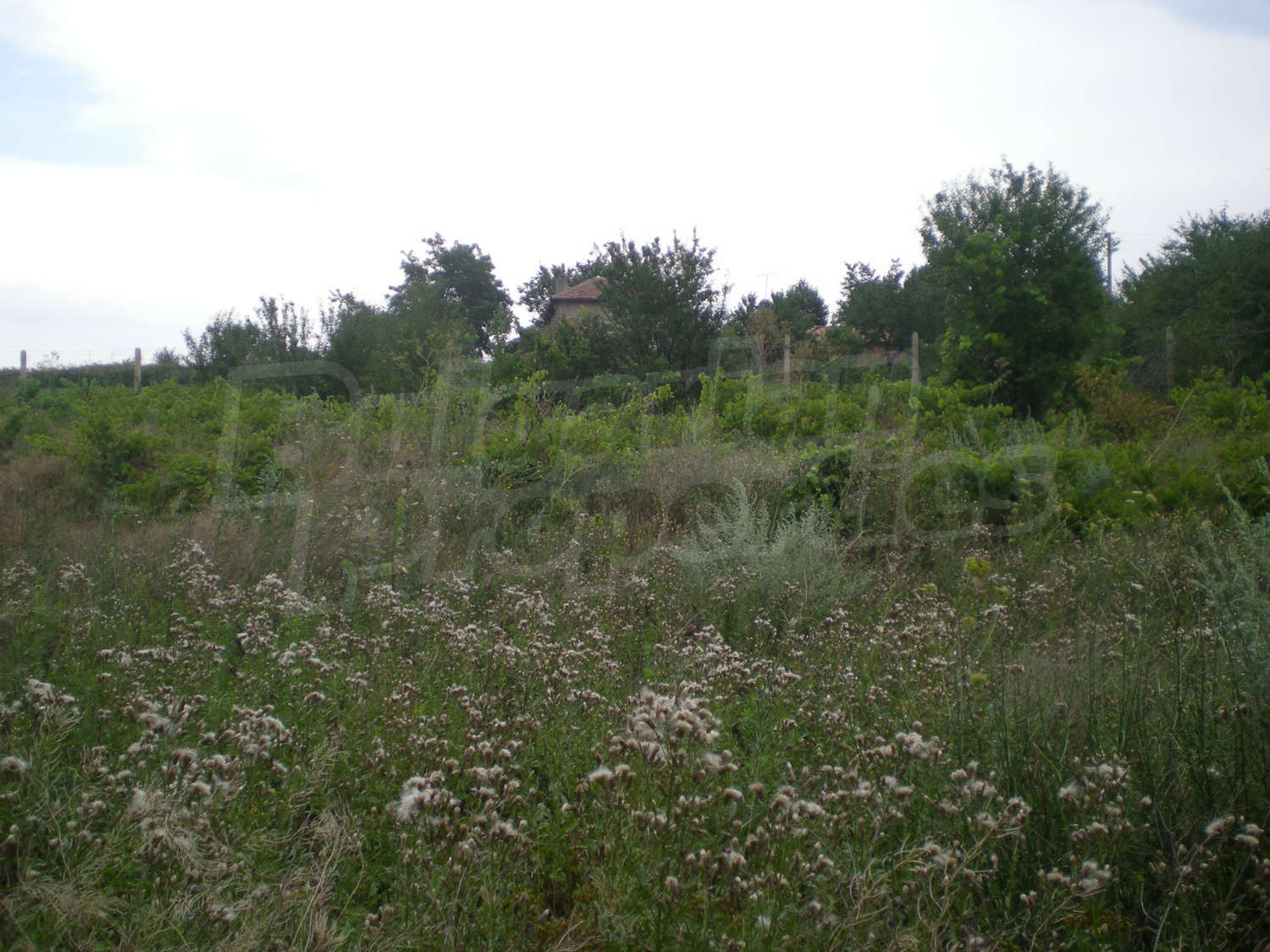 Gallery Picture 8