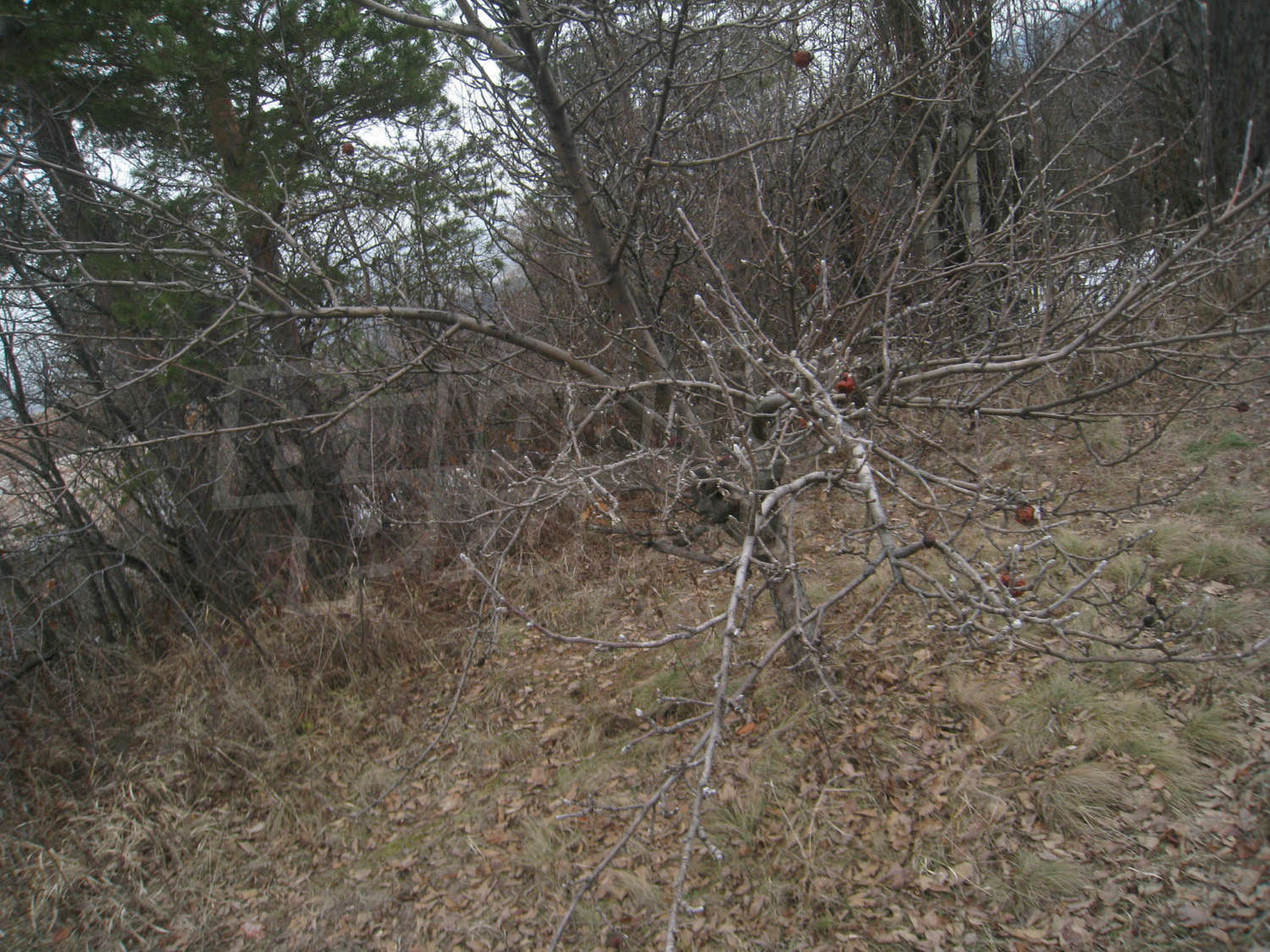 Gallery Picture 22