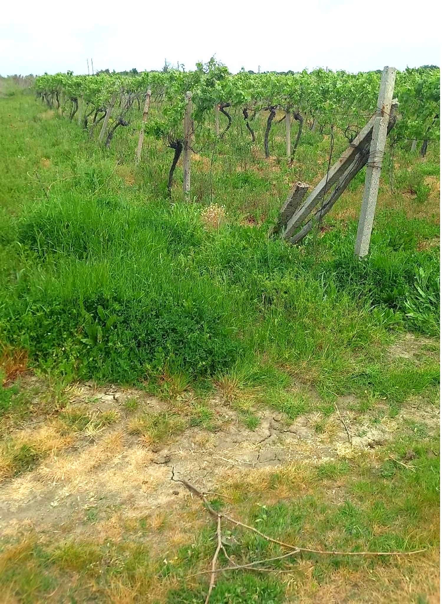Gallery Picture 6