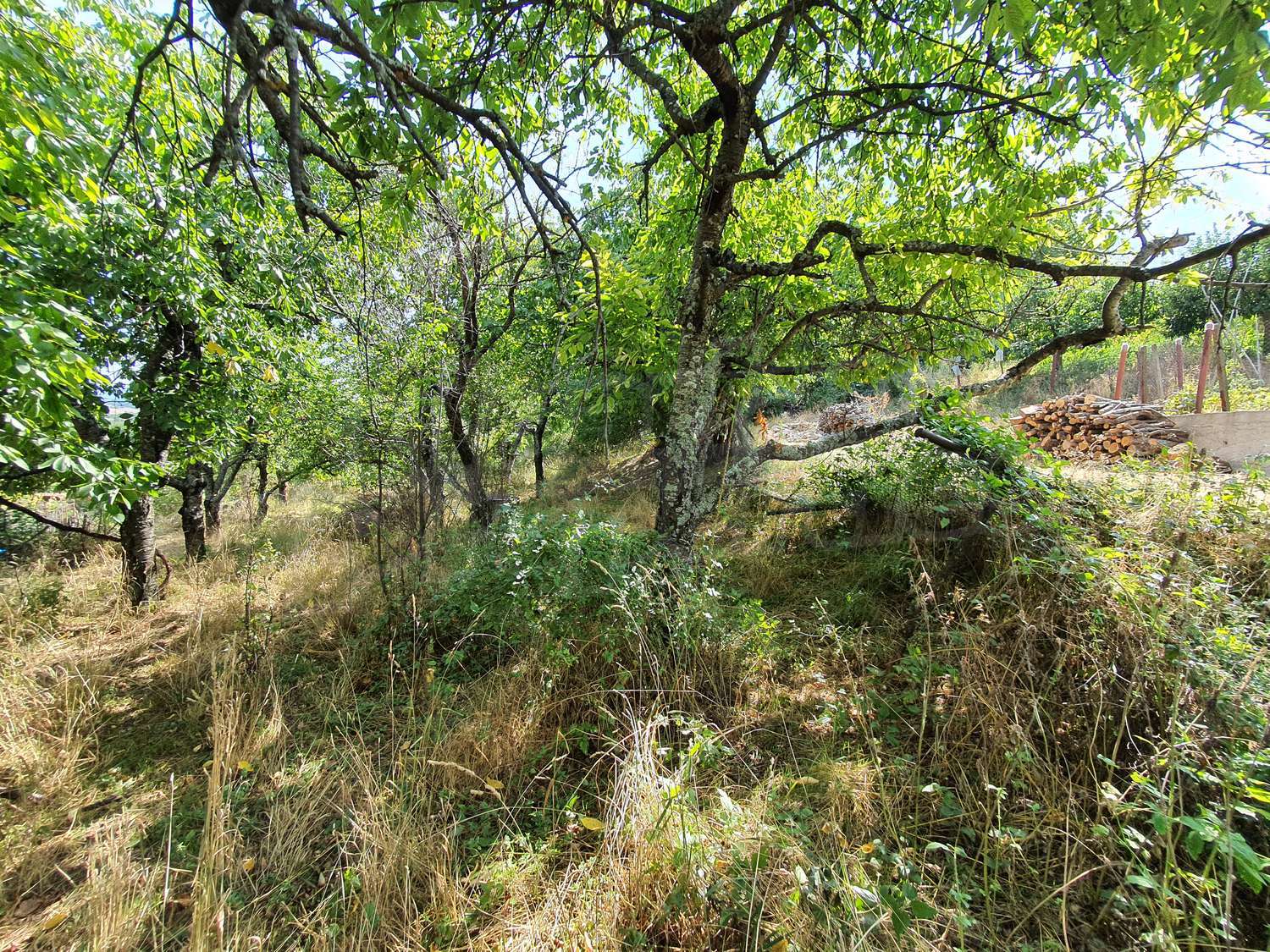 Gallery Picture 37